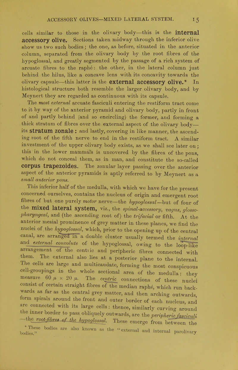 cells similar to those in the olivary body—this is the internal aeeessOPy olive. Sections taken midway through the inferior olive show us two such bodies; the one, as before, situated in the anterior column, separated from the olivary body by the root fibres of the hypoglossal, and greatly segmented by the passage of a rich system of arcuate fibres to the raphe: the other, in the lateral column just behind the hilus, like a concave lens with its concavity towards the olivary capsule—this latter is the external aCCesSOry olive.* In histological structure both resemble the larger olivary body, and by Meynert they are regarded as continuous with its capsule. The most external arcuate fasciculi entering the restiform tract come to it by way of the anterior pyramid and olivary body, partly in front of and partly behind (and so encircling) the former, and forming a thick stratum of fibres over the external aspect of the olivary body— its stratum ZOnale : and lastly, covering in like manner, the ascend- ing root of the fifth nerve to end in the restiform tract. A similar investment of the upper olivary body exists, as we shall see later on; this in the lower mammal's is uncovered by the fibres of the pons, which do not conceal them, as in man, and constitute the so-called corpus trapezoides. The zonular layer passing over the anterior aspect of the anterior pyramids is aptly referred to by Meynert as a small anterior pons. This inferior half of the medulla, with which we have for the present concerned ourselves, contains the nucleus of origin and emergent root fibres of but one purely motor nerve—the hypoglossal—hwt of four of the mixed lateral system, viz., the spinal-accessory, vagus, glosso- fharyngeal, and (the ascending root of) the trifacial or fifth. At the anterior mesial prominence of grey matter in these planes, we find the nuclei of the hypoglossal, which, prior to the opening up of the central canal, are arranged m a double cluster usually termed the internal and external convolute of the hypoglossal, owing to the loop4ike arrangement of the centiic and peripheric fibres connected with them. The external also lies at a posterior plane to the internal. The cells are large and multicaudate, forming the most conspicuous cell-groupmgs in the whole sectional area of the medulla- they measure 60 /x x 20 /a The centric^ connections of these nuclei consist of certain straight fibres of the median raph6, which run back- wards as far as the central grey matter, and then arching outwards form spirals around the front and outer border of each nucleus, and are connected with its large cells : thence, similarly curving around the inner border to pass obliquely outwards, are the peripherkf^sdculi ~thejrootMx^s^}^,j^ogl^^^^^ These emerge from b^iween 'the bodil'.''' '''' '^''^^^ ^'^ '^'''^^^ V^^olWary