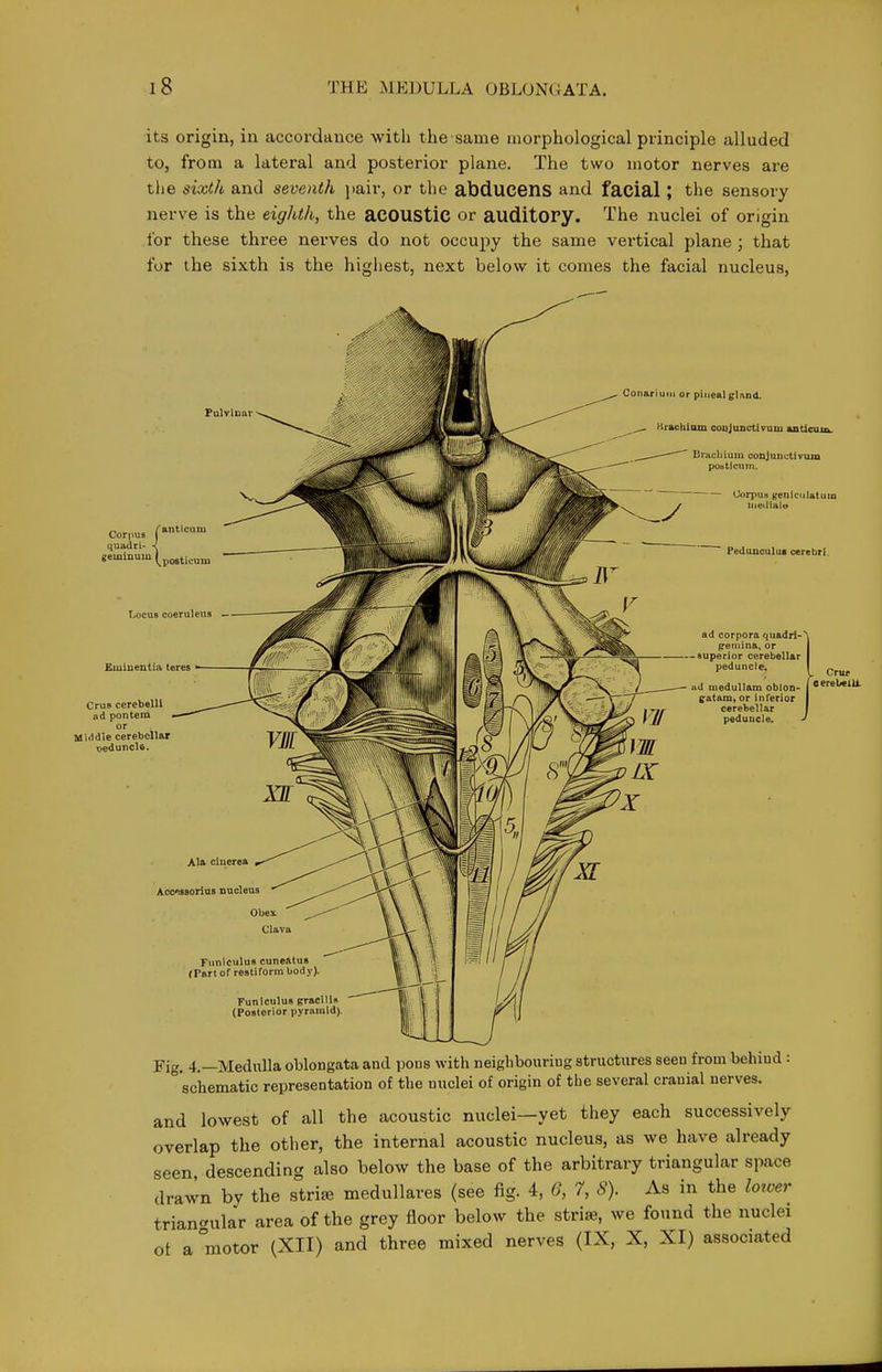 its origin, in accordance with the same morphological principle alluded to, from a lateral and posterior plane. The two motor nerves are tlie sixth and seventh yah; or the abducens and facial; the sensory nerve is the eighth, the aCOUStiC or auditOPy. The nuclei of origin for these three nerves do not occupy the same vertical plane; that for the sixth is the highest, next below it comes the facial nucleus, Fig. 4.—Medulla oblongata and pous with neighbouriug structures seeu from behind: schematic representation of the nuclei of origin of the several cranial nerves. and lowest of all the acoustic nuclei—yet they each successively overlap the other, the internal acoustic nucleus, as we have already seen descending also below the base of the arbitrary triangular space drawn by the stri^ medullares (see fig. 4, 6, 7, S). As in the lower trianc^ular area of the grey floor below the striae, we found the nuclei ot a °motor (XII) and three mixed nerves (IX, X, XI) associated