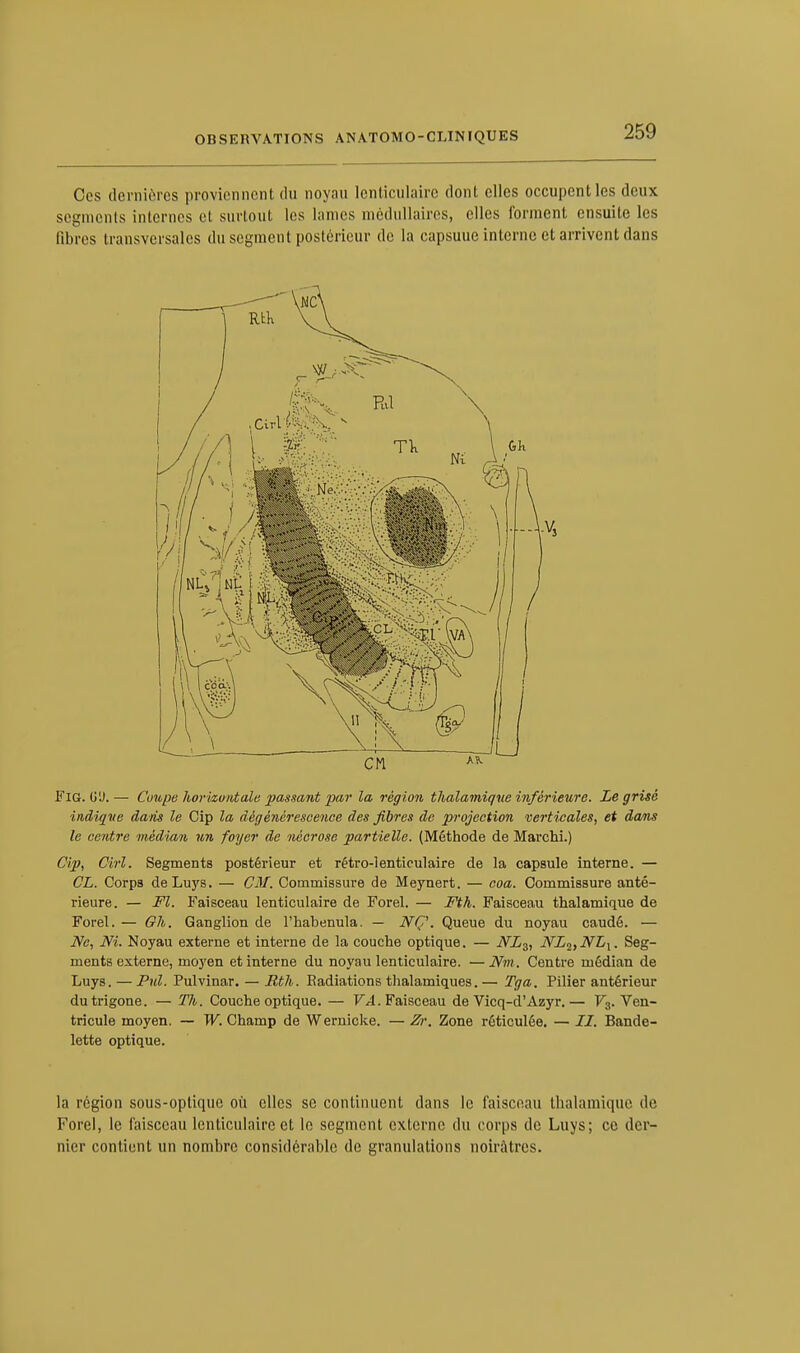 Ces dernières proviennent du noyau lenticulaire dont elles occupent les deux segments internes et surtout les lames médullaires, elles forment ensuite les fibres transversales du segment postérieur de la capsuuc interne et arrivent dans Fig. (JU.— Coupe horizontale passant par la région thalamique inférieure. Le grisé indique dans le Cip la dégénérescence des fibres de projection verticales, et dans le centre médian un foyer de nécrose partielle. (Méthode de Marchi.) Cip, Cirl. Segments postérieur et rétro-lenticulaire de la capsule interne. — CL. Corps deLuys. — CM. Commissure de Meynert. — coa. Commissure anté- rieure. — Fl. Faisceau lenticulaire de Forel. — Fth. Faisceau thalamique de Foret. — Gli. Ganglion de l'habenula. — NÇ. Queue du noyau caudé. — Ne, Ni. Noyau externe et interne de la couche optique. — NL3, NLi,NLl. Seg- ments externe, moyen et interne du noyau lenticulaire. — Nm. Centre médian de Luys. — Pul. Pulvinar. — Rth. Eadiations thalamiques. — Tga. Pilier antérieur dutrigone. — Th. Couche optique. — VA. Faisceau de Vicq-d'Azyr.— Vz. Ven- tricule moyen. — W. Champ de Wernicke. — Z>\ Zone réticulée. — II. Bande- lette optique. la région sous-optique où elles se continuent dans le faisceau thalamique de Forel, le faisceau lenticulaire et le segment externe du corps de Luys; ce der- nier contient un nombre considérable de granulations noirâtres.