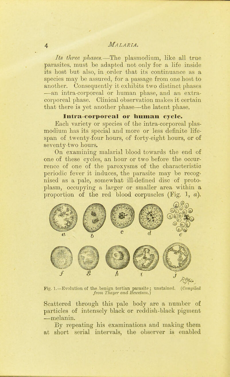 Its three phases.—The plasmocUum, like all true parasites, must be adapted not only for a life inside its host but also, in order that its continuance as a species may be assured, for a passage from one host to another. Consequently it exhibits two distinct phases —an intra-corporeal or human phase, and an extra- corporeal phase. Clinical observation makes it certain that there is yet another phase—the latent phase. Iiitra-corporcal or human cycle. Each variety or species of the intra-corporeal Plas- modium has its special and more or less definite life- span of twenty-four hours, of forty-eight hours, or of seventy-two hours. On examining malarial blood towards the end of one of these cycles, an hour or two before the occur- rence of one of the paroxysms of the characteristic periodic fever it induces, the parasite may be recog- nised as a pale, somewhat ill-defined disc of proto- plasm, occupying a larger or smaller area within a proportion of the red blood corpuscles (Fig. 1, a). Fig. 1.—Evolution of the benign tertian parasite: unstained. {Compiled from Thayer and Hewetson.) Scattered through this pale body are a number of particles of intensely black or reddish-black pigment —melanin. By repeating his examinations and making them at short serial intervals, the observer is enabled