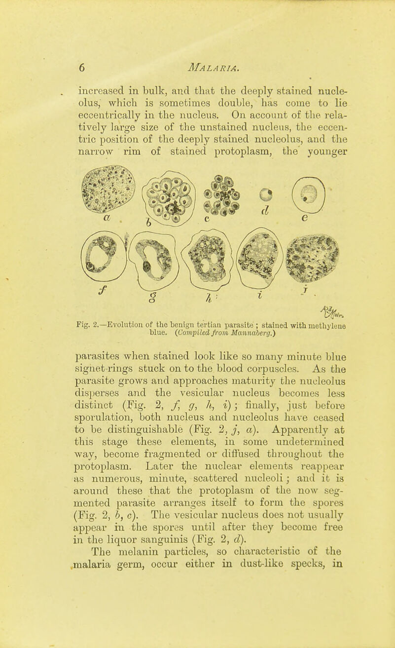 increased in bulk, and that the deeply stained nucle- olus, which is sometimes double, has come to lie eccentrically in the nucleus. On account of the rela- tively large size of the unstained nucleus, the eccen- tric position of the deeply stamed nucleolus, and the narrow rim of stained protoplasm, the younger Fig. 2.—Evolution of tlie benign tertian parasite ; stained with methylene blue. (Compiled from Mannalerg.) parasites when stained look like so many minute blue signet-rings stuck on to the blood corpuscles. As the parasite grows and approaches maturity the nucleolus disperses and the vesicular nucleus becomes less distinct (Fig. 2, f, g, h, i); finally, just before sporulation, both nucleus and nucleolus have ceased to be distinguishable (Fig. 2, j, a). Apparently at this stage these elements, in some undetermined way, become fragmented or diffused throughout the protoplasm. Later the nuclear elements reappear as numerous, minute, scattered nucleoli; and it is around these that the protoplasm of the now seg- mented parasite arranges itself to form the spores (Fig. 2, b, c). The vesicular nucleus does not usually appear in the spores until after they become free in the liquor sanguinis (Fig. 2, d). The melanin particles, so characteristic of the ^malaria germ, occur either in dust-like specks, in