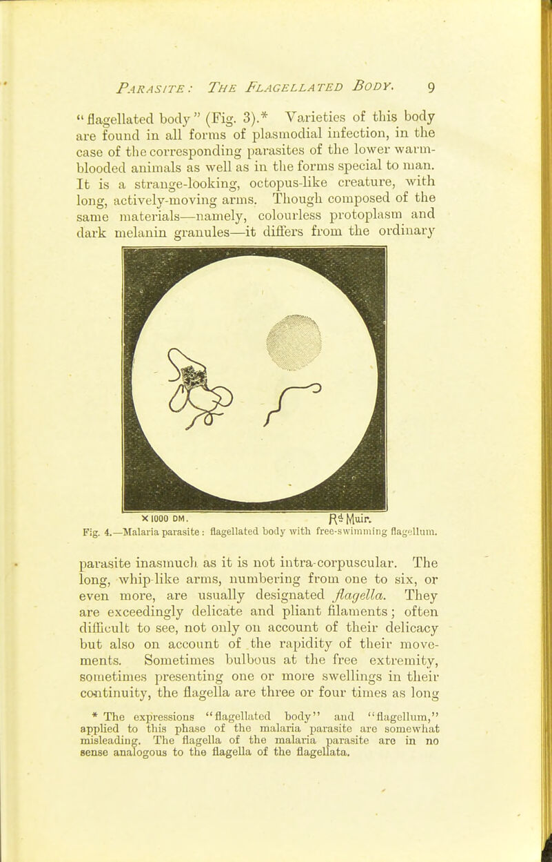 flagellated body (Fig. 3).* Varieties of this body are found in all forms of plasmodial infection, in the case of tlie corresponding parasites of the lower warm- blooded animals as well as in the forms special to man. It is a strange-looking, octopus-like creature, with long, actively-moving arms. Though composed of the same materials—namely, colourless protoplasm and dark melanin granules—it differs from the ordinary X 1000 DM. RMttil*. Fig. 4.—Malaria parasite : flagellated body with free-swiinming flagellum. parasite inasmuch as it is not intra-corpuscular. The long, whip-like arms, numbering from one to six, or even more, are usually designated flagella. They are exceedingly delicate and pliant filaments; often difficult to see, not only on account of their delicacy but also on account of the rapidity of their move- ments. Sometimes bulbous at the free extremity, sometimes presenting one or more swellings in their continuity, the flagella are three or four times as long * The expressions flagellated body and flagellum, applied to this phase of the malaria parasite are somewhat misleading. The flagella of the malaria jjarasite are in no Beose analogous to the flagella of the flagellata.