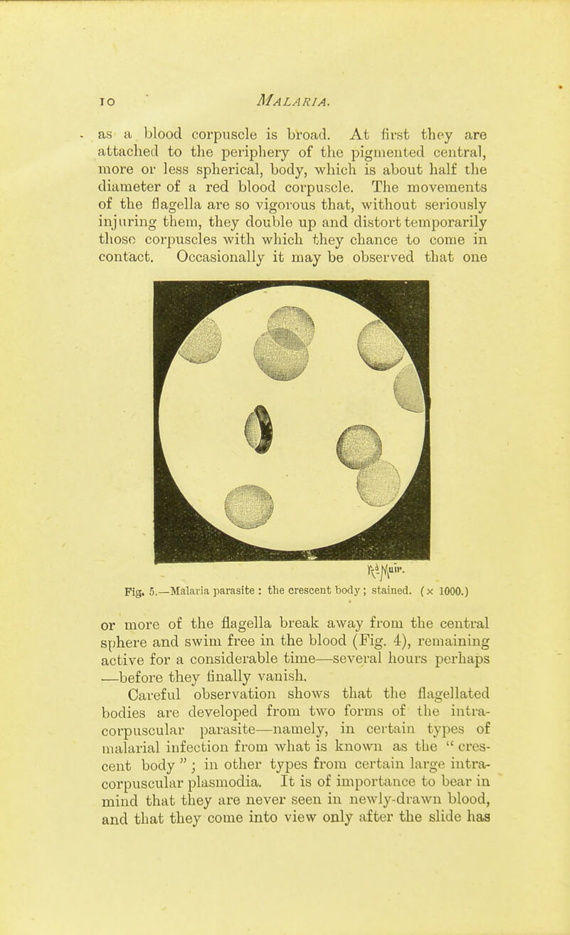 as a blood corpuscle is broad. At first they are attached to the periphery of the pigmented central, more or less spherical, body, which is about half the diameter of a red blood coi-puscle. The movements of the flagella are so vigorous that, without seriously injuring them, they double up and distort temporarily those corpuscles with which they chance to come in contact. Occasionally it may be observed that one Pig. 5.—Malaria parasite : the crescent body; stained. (x 1000.) or more of the flagella break away from the central sphere and swim free in the blood (Fig. 4), remaining active for a considerable time—several hours perhaps —before they finally vanish. Careful observation shows that the flagellated bodies are developed from two forms of the intra- corpuscular parasite—namely, in certain types of malarial infection from what is known as the  cres- cent body  ; in other types from certain large intra- corpuscular plasmodia. It is of importance to bear in mind that they are never seen in newly-drawn blood, and that they come into view only after the slide has