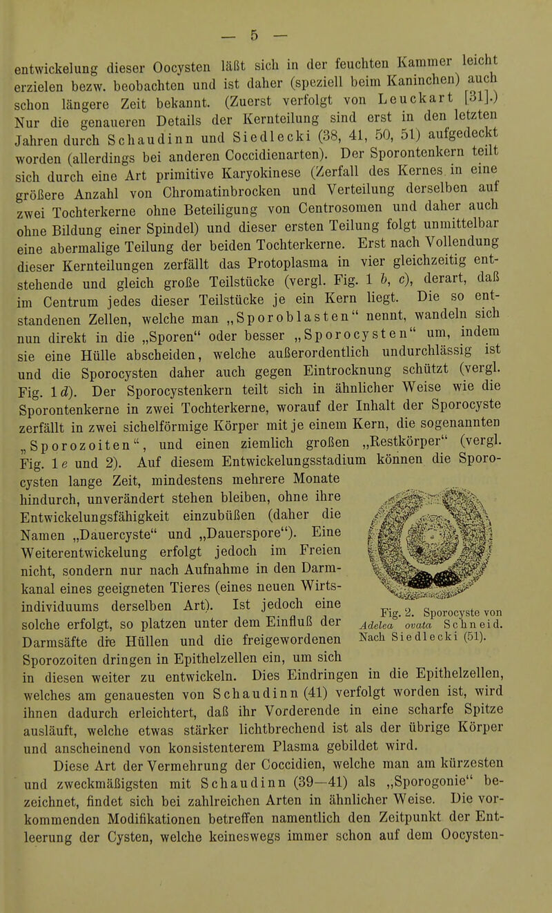 entvvickelung dieser Oocysten läßt sich in der feuchten Kammer leicht erzielen bezw. beobachten und ist daher (speziell beim Kaninchen) auch schon längere Zeit bekannt. (Zuerst verfolgt von Leuckart [31J.) Nur die genaueren Details der Kernteilung sind erst in den letzten Jahren durch Schaudinn und Siedlecki (38, 41, 50, 51) aufgedeckt worden (allerdings bei anderen Coccidienarten). Der Sporontenkern teilt sich durch eine Art primitive Karyokinese (Zerfall des Kernes in eine größere Anzahl von Chromatinbrocken und Verteilung derselben auf zwei Tochterkerne ohne Beteiligung von Centrosomen und daher auch ohne Bildung einer Spindel) und dieser ersten Teilung folgt unmittelbar eine abermalige Teilung der beiden Tochterkerne. Erst nach Vollendung dieser Kernteilungen zerfällt das Protoplasma in vier gleichzeitig ent- stehende und gleich große Teilstücke (vergl. Fig. 1 h, c), derart, daß im Centrum jedes dieser Teilstücke je ein Kern liegt. Die so ent- standenen Zellen, welche man „Spor ob lasten nennt, wandeln sich nun direkt in die „Sporen oder besser „Sporocysten um, indem sie eine Hülle abscheiden, welche außerordentlich undurchlässig ist und die Sporocysten daher auch gegen Eintrocknung schützt (vergl. Fig. Id). Der Sporocystenkern teilt sich in ähnlicher Weise wie die Sporontenkerne in zwei Tochterkerne, worauf der Inhalt der Sporocyste zerfällt in zwei sichelförmige Körper mit je einem Kern, die sogenannten „Sporozoiten, und einen ziemlich großen „Restkörper (vergl. Fig. le und 2). Auf diesem Entwickelungsstadium können die Sporo- cysten lange Zeit, mindestens mehrere Monate hindurch, unverändert stehen bleiben, ohne ihre Entwickelungsfähigkeit einzubüßen (daher die Namen „Dauercyste und „Dauerspore). Eine Weiterentwickelung erfolgt jedoch im Freien nicht, sondern nur nach Aufnahme in den Darm- kanal eines geeigneten Tieres (eines neuen Wirts- Individuums derselben Art). Ist jedoch eine gporocyste von solche erfolgt, so platzen unter dem Einfluß der Adelea ovata Schneid. Darmsäfte dre Hüllen und die freigewordenen Nach Siedlecki (51). Sporozoiten dringen in Epithelzellen ein, um sich in diesen weiter zu entwickeln. Dies Eindringen in die Epithelzellen, welches am genauesten von Schaudinn (41) verfolgt worden ist, wird ihnen dadurch erleichtert, daß ihr Vorderende in eine scharfe Spitze ausläuft, welche etwas stärker lichtbrechend ist als der übrige Körper und anscheinend von konsistenterem Plasma gebildet wird. Diese Art der Vermehrung der Coccidien, welche man am kürzesten und zweckmäßigsten mit Schaudinn (39—41) als „Sporogonie be- zeichnet, findet sich bei zahlreichen Arten in ähnlicher Weise. Die vor- kommenden Modifikationen betreffen namentlich den Zeitpunkt der Ent- leerung der Cysten, welche keineswegs immer schon auf dem Oocysten-