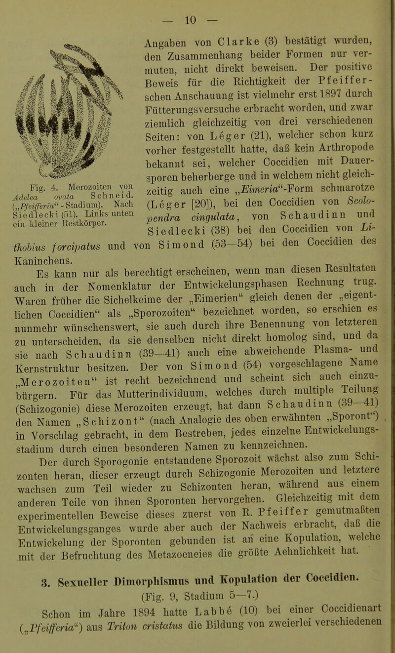 Fig. 4. Merozoiten von Adelea ovata Schneid. {„Pfeifferia^' - Stadium). Nach Siedleclfi (51). Links unten ein kleiner Restkörper. Angaben von Clarke (3) bestätigt wurden, den Zusammenhang beider Formen nur ver- muten, nicht direkt beweisen. Der positive Beweis für die Richtigkeit der Pfeiffer- schen Anschauung ist vielmehr erst 1897 durch Fütterungsversuche erbracht worden, und zwar ziemlich gleichzeitig von drei verschiedenen Seiten: von Leger (21), welcher schon kurz vorher festgestellt hatte, daß kein Arthropode bekannt sei, welcher Coccidien mit Dauer- sporen beherberge und in welchem nicht gleich- zeitig auch eine „Emeria-Form schmarotze (Leger [20]), bei den Coccidien von Scolo- pendra cingulata, von Schaudinn und Siedlecki (38) bei den Coccidien von Li- thohius forcipatus und von Simond (53-54) bei den Coccidien des Kaninchens. Es kann nur als berechtigt erscheinen, wenn man diesen Resultaten auch in der Nomenklatur der Entwickelungsphasen Rechnung trug. Waren früher die Sichelkeime der „Eimerien gleich denen der „eigent- lichen Coccidien'' als „Sporozoiten bezeichnet worden, so erschien es nunmehr wünschenswert, sie auch durch ihre Benennung von letzteren zu unterscheiden, da sie denselben nicht direkt homolog smd, und da sie nach Schaudinn (39-41) auch eine abweichende Plasma- und Kernstruktur besitzen. Der von Simond (54) vorgeschlagene Name Merozoiten ist recht bezeichnend und scheint sich auch einzu- bürgern. Für das Mutterindividuum, welches durch multiple Teilung (Schizogonie) diese Merozoiten erzeugt, hat dann Schaudinn (39—41) den Namen „Schizont (nach Analogie des oben erwähnten „Sporonf) in Vorschlag gebracht, in dem Bestreben, jedes einzelne Entwickelungs- stadium durch einen besonderen Namen zu kennzeichnen. Der durch Sporogonie entstandene Sporozoit wächst also zum Schi- zonten heran, dieser erzeugt durch Schizogonie Merozoiten und letztere wachsen zum Teil wieder zu Schizonten heran, während aus einem anderen Teile von ihnen Sporonten hervorgehen. Gleichzeitig mit dem experimentellen Beweise dieses zuerst von R. Pfeiffer gemutmaßten Entwickelungsganges wurde aber auch der Nachweis erbracht, daß die EntWickelung der Sporonten gebunden ist an eine Kopulation, welche mit der Befruchtung des Metazoeneies die größte Aelinlichkeit hat. 3. Sexueller Dimorphismus und Kopulation der Coccidien. (Fig. 9, Stadium 5—7.) Schon im Jahre 1894 hatte Labb6 (10) bei einer Coccidieuart ( Pfcifferia'') aus Triton cristcctus die Bildung von zweierlei verschiedenen