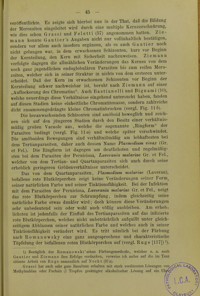 veröffentlichte. Es zeigte sich hierbei nun in der That, daß die Bildung der Merozoiten eingeleitet wird durch eine multiple Kernzerschnürung, wie dies schon G rassi und Fei etti (57) angenommen hatten. Zle- rn an n konnte Gautier's Angaben nicht nur vollinhaltlich bestätigen, sondern vor allem auch insofern ergänzen, als es auch Gautier noch nicht gelungen war, in dem erwachsenen Schizonten, kurz vor Beginn der Kernteilung, den Kern mit Sicherheit nachzuweisen. Ziemann verfolgte dagegen die allmählichen Veränderungen das Kernes von dem noch ganz jugendlichen endoglobulären Parasiten bis zum reifen Mero- zoiten, welcher sich in seiner Struktur in nichts von dem ersteren unter- scheidet. Daß der Kern im erwachsenen Schizonten vor Beginn der Kernteilung schwer nachweisbar ist, beruht nach Ziemann auf einer „Auflockerung des Ghromatins. Auch Bastianeiii und Bignami (10), welche neuerdings diese Verhältnisse eingehend untersucht haben, fanden auf diesen Stadien keine einheitliche Chromatinmasse, sondern zahlreiche dicht zusammengedrängte kleine Chromatinbrocken (vergl. Fig. 11^). Die heranwachsenden Schizonten sind amöboid beweglich und zeich- nen sich auf den jüngeren Stadien durch den Besitz einer verhältnis- mäßig großen Vacuole aus, welche die sogenannte „Ringform der Parasiten bedingt (vergl. Fig. IIa) und welche später verschwindet. Die amöboiden Bewegungen sind verhältnißmäßig am lebhaftesten bei dem Tertianparasiten, daher auch dessen Name Plasmodium vivax (Gr. et Fei.). Die Ringform ist dagegen am deutlichsten und regelmäßig- sten bei dem Parasiten der Perniciosa, Laverania malariae Gr. et Fei., welcher von dem Tertian- und Quartanparasiten sich auch durch seine erheblich geringeren Größenverhältnisse unterscheidet. Das von dem Quartanparasiten, Plasmodium malariae (Laveran), befallene rote Blutkörperchen zeigt keine Veränderungen seiner Form, seiner natürlichen Farbe und seiner Tinktionsfähigkeit. Bei der Infektion mit dem Parasiten der Perniciosa, Laverania malariae Gr. et Fei., neigt das rote Blutkörperchen zur Schrumpfung, indem gleichzeitig seine natürliche Farbe etwas dunkler wird; doch können diese Veränderungen sehr unbedeutend sein oder wohl auch völlig ausbleiben. Am erheb- lichsten ist jedenfalls der Einfluß des Tertianparasiten auf das infizierte rote Blutkörperchen, welches nicht unbeträchtlich aufquillt unter gleich- zeitigem Abblassen seiner natürlichen Farbe und welches auch in seiner Tinktionsfähigkeit verändert wird. Es tritt nämlich bei der Färbung nach Romanowsky eine ganz ausgesprochene und charakteristische Tüpfelung der befallenen roten Blutkörperchen auf (vergl. Rüge [117])i). 1) Bezüglicli der Romanowski'sehen Färbungsmethode, welcher u. a. auch Gautier und Ziemann ihre Erfolge verdanken, verweise ich außer auf die im Text citierte Arbeit von Rüge namentlich auf N o c h t (97 a). G rassi hat auch sehr gute Resultate erhalten mit stark verdünnten Lösungen voIy^^^ ^-^^ Methylenblau oder Fuchsin (1 Tropfen gesättigter alkoholischer Lösung auf ein Uhi'o^ ^ l,c.^.