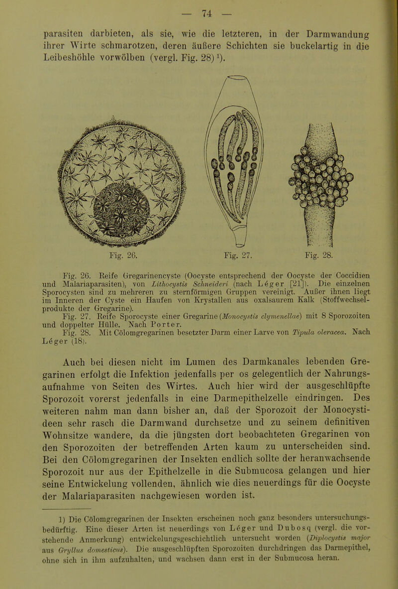 Parasiten darbieten, als sie, wie die letzteren, in der Darmwandung ihrer Wirte schmarotzen, deren äußere Schichten sie buckelartig in die Leibeshöhle vorwölben (vergl. Fig. 28) Fig. 26. Fig. 27. Fig. 28. Fig. 26. Reife Gregarinencyste (Oocyste entsprechend der Oocyste der Coccidien und Maiariaparasiten). von Lithocystis Schneiden (nach Leger [21]). Die einzelnen Sporocysten sind zu mehreren zu sternförmigen Gruppen vereinigt. Außer ihnen liegt im Inneren der Cyste ein Haufen von Krystallen aus oxalsaurem Kalif (Stoffwechsel- produkte der Gregarine). Fig. 27. Reife Sporocyste Qmer (^rQg2iVme{Monocystis clymenellae) mit 8 Sporozoiten und doppelter Hülle. Nach Porter. Fig. 28. Mit Cölomgregarinen besetzter Darm einer Larve von Tipula oleracea. Nach Löger (18). Auch bei diesen nicht im Lumen des Darmkanales lebenden Gre- garinen erfolgt die Infektion jedenfalls per os gelegentlich der Nahrungs- aufnahme von Seiten des Wirtes. Auch hier wird der ausgeschlüpfte Sporozoit vorerst jedenfalls in eine Darmepithelzelle eindringen. Des weiteren nahm man dann bisher an, daß der Sporozoit der Monocysti- deen sehr rasch die Darmwand durchsetze und zu seinem definitiven Wohnsitze wandere, da die jüngsten dort beobachteten Gregarinen von den Sporozoiten der betreffenden Arten kaum zu unterscheiden sind. Bei den Cölomgregarinen der Insekten endlich sollte der heranwachsende Sporozoit nur aus der Epithelzelle in die Submucosa gelangen und hier seine Entwickelung vollenden, ähnlich wie dies neuerdings für die Oocyste der Malariaparasiten nachgewiesen worden ist. 1) Die Cölomgregarinen der Insekten erscheinen noch ganz besonders untersuchungs- bedürftig. Eine dieser Arten ist neuerdings von Löger und Dubosq (vergl. die vor- stehende Anmerkung) entwickelungsgeschichtlich untersucht worden {Dij^Jocysti^ major aus Gryllus domesticv^). Die ausgeschlüpften Sporozoiten durchdringen das Dai-mepithel, ohne sich in ihm aufzuhalten, und wachsen dann erst in der Submucosa heran.