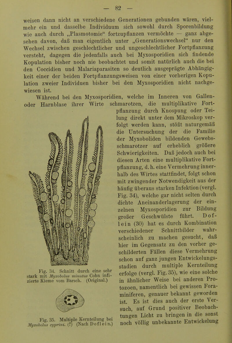weisen dann nicht an verschiedene Generationen gebunden wären, viel- mehr ein und dasselbe Individuum sich sowohl durch Sporenbildung wie auch durch „Plasmotomie fortzupflanzen vermöchte — ganz abge- sehen davon, daß man eigentlich unter „Generationswechsel nur den Wechsel zwischen geschlechtlicher und ungeschlechtlicher Fortpflanzung versteht, dagegen die jedenfalls auch bei Myxosporidien sich findende Kopulation bisher noch nie beobachtet und somit natürlich auch die bei den Coccidien und Malariaparasiten so deutlich ausgeprägte Abhängig- keit einer der beiden Fortpflanzungsweisen von einer vorherigen Kopu- lation zweier Individuen bisher bei den Myxosporidien nicht nachge- wiesen ist. Während bei den Myxosporidien, welche im Inneren von Gallen- oder Harnblase ihrer Wirte schmarotzen, die multiplikative Fort- pflanzung durch Knospung oder Tei- lung direkt unter dem Mikroskop ver- folgt werden kann, stößt naturgemäß die Untersuchung der die Familie der Myxoboliden bildenden Gewebs- schmarotzer auf erheblich größere Schwierigkeiten. Daß jedoch auch bei diesen Arten eine multiplikative Fort- pflanzung, d. h. eine Vermehrung inner- halb des Wirtes stattfindet, folgt schon mit zwingender Notwendigkeit aus der häufig überaus starken Infektion (vergl. Fig. 34), welche gar nicht selten durch dichte Aneinanderlagerung der ein- zelnen Myxosporidien zur Bildung großer Geschwülste führt. Dof- lein (30) hat es durch Kombination verschiedener Schnittbilder wahr- scheinlich zu machen gesucht, daß hier im Gegensatz zu den vorher ge- schilderten Fällen diese Vermehrung schon auf ganz jungen Entwickelungs- stadien durch multiple Kernteilung erfolge (vergl. Fig. 35), wie eine solche in ähnlicher Weise bei anderen Pro- tozoen, namentlich bei gewissen Fora- miniferen, genauer bekannt geworden ist. Es ist dies auch der erste Ver- such, auf Grund positiver Beobach- tungen Licht zu bringen in die sonst noch völlig unbekannte Entwickelung Fig. 34. Sclmitt durch eine sehr stark mit Myxoholus minutus Cohn infi- zierte Kieme vom Barsch. (Original.) Fig. 35. Multiple Kernteilung bei Myxobolus cyprini. (?) (Nach D o f 1 e i n.)
