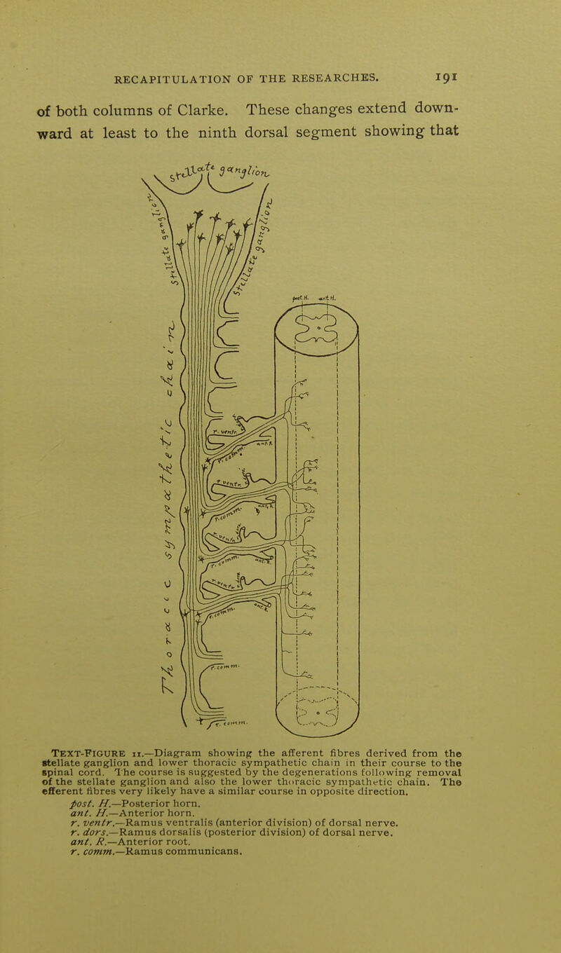 of both columns of Clarke. These changes extend down- ward at least to the ninth dorsal segment showing that Text-Figure h.—Diagram showing the afferent fibres derived from the stellate ganglion and lower thoracic sympathetic chain in their course to the spinal cord. Ihe course is suggested by the degenerations following removal of the stellate ganglion and also the lower thoracic sympathetic chain. The efferent fibres very likely have a similar course in opposite direction. post. .^.—Posterior horn. ant. //.—Anterior horn. r. ventr.—Ramus ventralis (anterior division) of dorsal nerve. r. ifori'.—Ramus dorsalis (posterior division) of dorsal nerve. ant. R.—Anterior root.