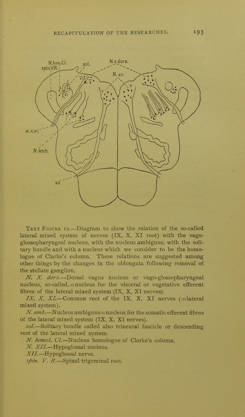Text Figure 12.—Diagram to show the relation of the so-called lateral mixed system of nerves (IX, X, XI root) with the vago- glossopharyngeal nucleus, with the nucleus ambiguus, with the soli- tary bundle and with a nucleus which we consider to be the homo- logue of Clarke's column. These relations are suggested among other things by the changes in the oblongata following removal of the stellate ganglion. N. X. dors.—Dorsal vagus nucleus or vago-glossopharyngeal nucleus, so-called. = nucleus for the visceral or vegetative efferent fibres of the lateral mixed system (IX, X, XI nei-ves). IX, X, XI.—Common root of the IX, X, XI nerves (=lateral mixed system). N. amb.—Nucleus ambiguus=nucleus for the somatic eiferent fibres of the lateral mixed system (IX, X, XI nerves). sol.—Solitary bundle called also trineural fascicle or descending root of the lateral mixed system. N. homoL CI.—Nucleus homologue of Clarke's column. -A''. XII.—Hypoglossal nucleus. XII.—Hypoglossal nerve. spin. V. R.—Spinal trigeminal root.