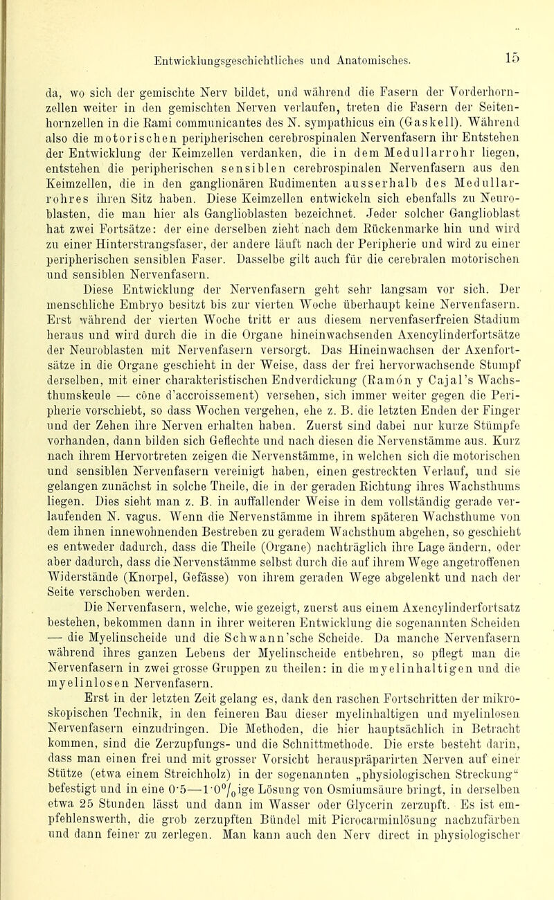 da, wo sich der gemisclite Nerv bildet, und während die Fasern der Vorderhorn- zellen weiter in den gemischten Nerven verlaufen, treten die Fasern der Seiten- hornzellen in die Eami communicantes des N. synipathicus ein (Gaskell). Während also die motorischen peripherischen cerebrospinalen Nervenfasern ihr Entstehen der Entwicklung der Keimzellen verdanken, die in dem Medullarrohr liegen, entstehen die peripherischen sensiblen cerebrospinalen Nervenfasern aus den Keimzellen, die in den ganglionären Rudimenten ausserhalb des Medullar- rohres ihren Sitz haben. Diese Keimzellen entwickeln sich ebenfalls zu Neuro- blasten, die man hier als Ganglioblasten bezeichnet. Jeder solcher Ganglioblast hat zwei Fortsätze: der eine derselben zieht nach dem Rückenmarke hin und wird zu einer Hinterstrangsfaser, der andere läuft nach der Peripherie und wird zu einer peripherischen sensiblen Fasei'. Dasselbe gilt auch für die cerebralen motorischen und sensiblen Nervenfasern. Diese Entwicklung der Nervenfasern geht sehr langsam vor sich. Der menschliche Embryo besitzt bis zur vierten Woche überhaupt keine Nervenfasern. Erst während der vierten Woche tritt er aus diesem nervenfaserfreien Stadium heraus und wird durch die in die Orgaue hineinwachsenden Axencylinderfortsätze der Neuroblasten mit Nervenfasern versorgt. Das Hineinwachsen der Axenfort- sätze in die Organe geschieht in der Weise, dass der frei hervorwachsende Stumpf derselben, mit einer charakteristischen Endverdickung (Ramön y Cajal's Wachs- thumskeule — cöne d'accroissement) versehen, sich immer weiter gegen die Peri- pherie vorschiebt, so dass Wochen vergehen, ehe z. B. die letzten Enden der Finger und der Zehen ihre Nerven erhalten haben. Zuerst sind dabei nur kurze Stümpfe vorhanden, dann bilden sich Geflechte und nach diesen die Nervenstämme aus. Kurz nach ihrem Hervortreten zeigen die Nervenstämme, in welchen sich die motorischen und sensiblen Nervenfasern vereinigt haben, einen gestreckten Verlauf, und sie gelangen zunächst in solche Theile, die in der geraden Richtung ihres Wachsthums liegen. Dies sieht man z. B. in auffallender Weise in dem vollständig gerade ver- laufenden N. vagus. Wenn die Nervenstämme in ihrem späteren Wachsthume von dem ihnen innewohnenden Bestreben zu geradem Wachsthum abgehen, so geschieht es entweder dadurch, dass die Theile (Organe) nachträglich ihre Lage ändern, oder aber dadurch, dass die Nervenstämme selbst durch die auf ihrem Wege angetroffenen Widerstände (Knorpel, Gefässe) von ihrem geraden Wege abgelenkt und nach der Seite verschoben werden. Die Nervenfasern, welche, wie gezeigt, zuerst aus einem Axencylinderfortsatz bestehen, bekommen dann in ihrer weiteren Entwicklung die sogenannten Scheiden — die Myelinscheide und die Schwann'sehe Scheide. Da manche Nervenfasern während ihres ganzen Lebens der Myelinscheide entbehren, so pflegt man die Nervenfasern in zweigrosse Gruppen zu theilen: in die myelinhaltigen und die myelinlosen Nervenfasern. Erst in der letzten Zeit gelang es, dank den raschen Fortschritten der mikro- skopischen Technik, in den feineren Bau dieser myelinhaltigen und myelinlosen Nervenfasern einzudringen. Die Methoden, die hier hauptsächlich in Betracht kommen, sind die Zerzupfungs- und die Schnittmethode. Die erste besteht darin, dass man einen frei und mit grosser Vorsicht herauspräparirten Nerven auf einer Stütze (etwa einem Streichholz) in der sogenannten „physiologischen Streckung befestigt und in eine 0-5—l'O^/oige Lösung von Osmiumsäure bringt, in derselben etwa 25 Stunden lässt und dann im Wasser oder Glycerin zerzupft. Es ist em- pfehlenswerth, die grob zerzupften Bündel mit Picrocarminlösung nachzufärben und dann feiner zu zerlegen. Man kann auch den Nerv direct in physiologischer