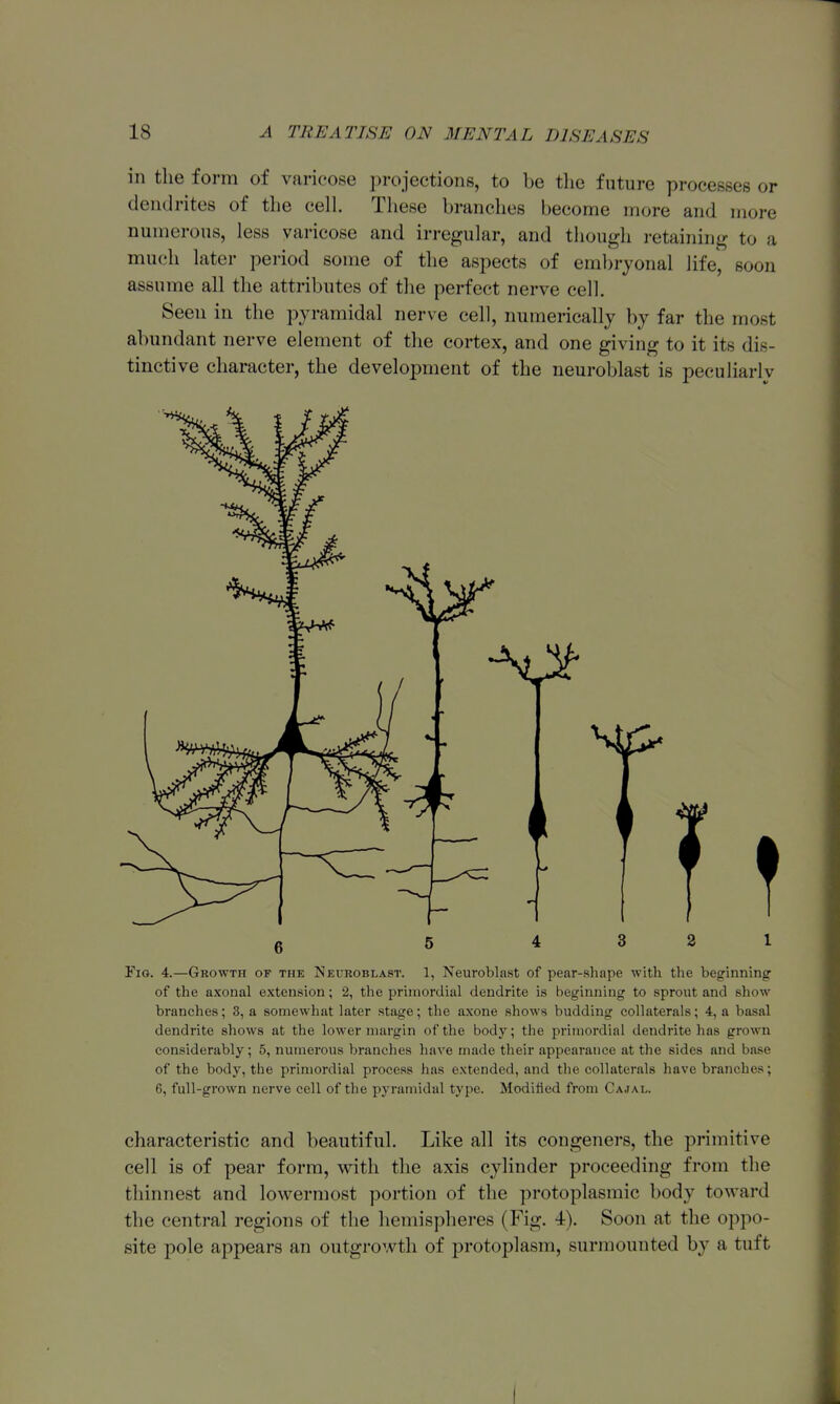 in the form of varicose projections, to be the future processes or dendrites of the cell. These branches become more and more numerous, less varicose and irregular, and though retaining to a much later period some of the aspects of embryonal life, soon assume all the attributes of the perfect nerve cell. Seen in the pyramidal nerve cell, numerically by far the most abundant nerve element of the cortex, and one giving to it its dis- tinctive character, the development of the neuroblast is peculiarlv 5 4 3 2 1 Fig. 4.—Growth of the Neuroblast. 1, Neuroblast of pear-shape with the beginning of the axonal extension; 2, the primordial dendrite is beginning to sprout and show branches; 3, a somewhat later stage; the a.xone shows budding collaterals; 4, a basal dendrite shows at the lower margin of the body; the primordial dendrite has grown considerably; 5, numerous branches have made their appearance at the sides and base of the body, the primordial process has extended, and the collaterals have branches; 6, full-grown nerve cell of the pyramidal type. Modiiied from Cajal. characteristic and beautiful. Like all its congeners, the primitive cell is of pear form, with the axis cylinder proceeding from the thinnest and lowermost portion of the protoplasmic body toward the central regions of the hemispheres (Fig. 4). Soon at the oppo- site pole appears an outgrowth of protoplasm, surmounted by a tuft I