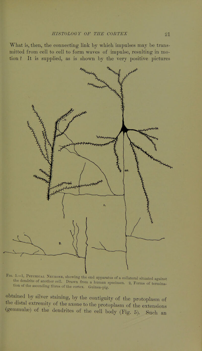 What is, then, the connecting link bj which impulses may be trans- mitted from cell to cell to form waves of impulse, resulting in mo- tion ? It is supj)lied, as is shown by the very positive pictures Fio 5.-1, Psychical Neukone, showing the end apparatus of a collateral situated against he dendrite of another cell. Drawn from a human specimen. 2, Forms of termina- tion of the ascending fibres of the cortex. Guinea-pig. obtained by silver staining, by the contiguity of the protoplasm of the distal extremity of the axone to the protoplasm of the extensions (gemmuljB) of the dendrites of the cell body (Fio- 5) Such an