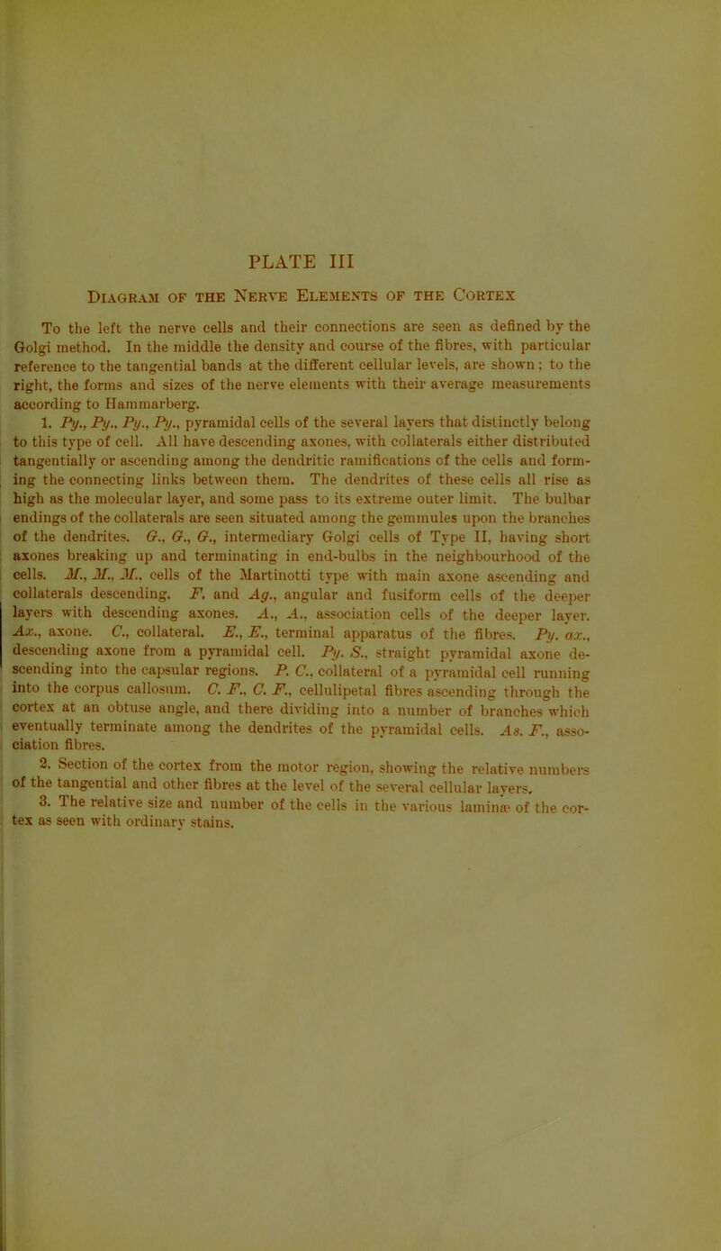Diagram of the Nerve Elements of the Cortex To the left the nerve cells and their connections are seen as defined by the Golgi method. In the middle the density and course of the fibres, with particular reference to the tangential bands at the different cellular levels, are shown ; to the right, the forms and sizes of the nerve elements with their average measurements according to Hammarberg. 1. Py., Py.. Py., Py., pyramidal cells of the several layers that distinctly belong to this type of cell. All have descending axones, with collaterals either distributed tangentially or ascending among the dendritic ramifications of the cells and form- , ing the connecting links between them. The dendrites of these cells all rise as high as the molecular layer, and some pass to its extreme outer limit. The bulbar i endings of the collaterals are seen situated among the gemmules upon the branches of the dendrites. G., O., G., intermediary Golgi cells of Type II, having short axones breaking up and terminating in end-bulbs in the neighbourhood of the cells. M., M., M.. cells of the Martinotti type with main axone ascending and collaterals descending. F. and Ag., angular and fusiform cells of the deeper layers with descending axones. A., A., association cells of the deeper layer. Ax., axone. C, collateral. E., E., terminal apparatus of the fibres. Py. ax., descending axone from a pyramidal cell. Py. S.. straight pyramidal axone de- scending into the capsular regions. P. C, collateral of a pyramidal cell running I into the corpus callosum. C. F., C. F., cellulipetal fibres ascending through the cortex at an obtuse angle, and there dividing into a number of branches which . eventually terminate among the dendrites of the pyramidal cells. As. F., asso- ciation fibres. 2. Section of the cortex from the motor region, showing the relative numbers of the tangential and other fibres at the level of the several cellular layers, 3. The relative size and number of the cells in the various lamina? of the cor- tex as seen with ordinary stains. i