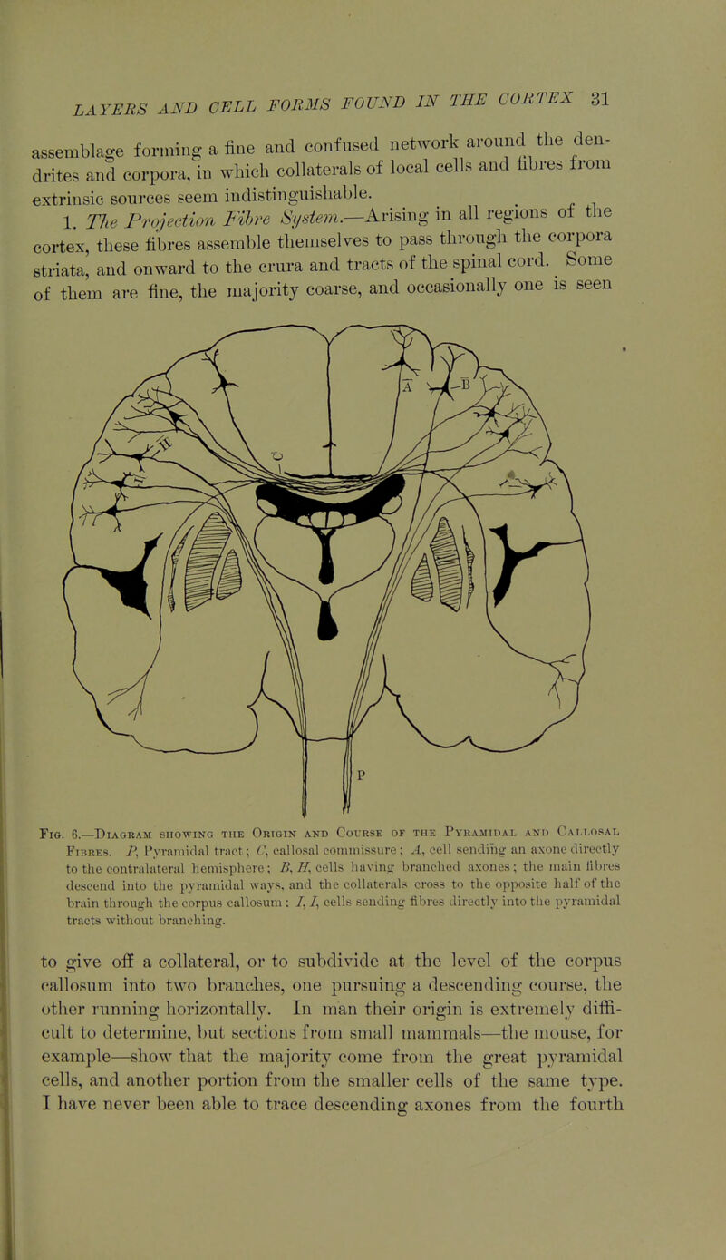 assemblage forming a fine and confused network around tlie den- drites and corpora, in which collaterals of local cells and hbres from extrinsic sources seem indistinguishable. 1 The Projection Fibre Si/stem.—Avhii-ig in all regions of the cortex, these fibres assemble themselves to pass through the corpora striata, and onward to the crura and tracts of the spinal cord. ^ Some of them are fine, the majority coarse, and occasionally one is seen Fig. 6.—Diagram showing the Origin and Course of the Pyramidal and Callosal Fibres. P, Pyramidal tract; C, callosal commissure: A, cell sending an axone directly to the contralateral hemisphere; B, H, ceWs havinpr branched axones; the main fibres descend into the pyramidal ways, and the collaterals cross to the opposite half of the brain through the corpus callosum : /, /, cells sending fibres directly into the pyramidal tracts without branching. to give off a collateral, or to subdivide at the level of the corpus callosum into two branches, one pursuing a descending course, the other running horizontally. In man their origin is extremely diffi- cult to determine, but sections from small mammals—the mouse, for example—show that the majority come from the great pyramidal cells, and another portion from the smaller cells of the same type. I have never been able to trace descending axones from the fourth