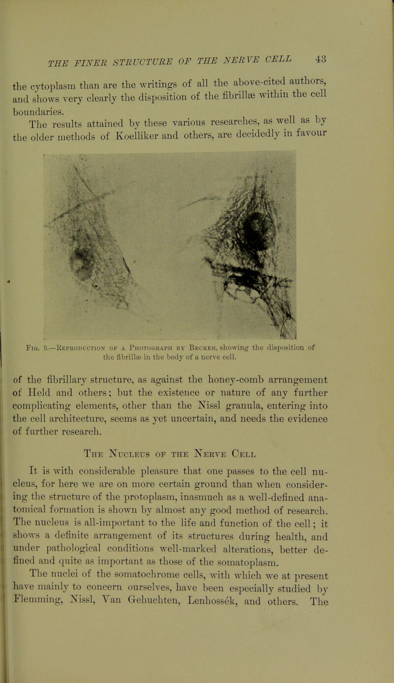 the cytoplasm than are the writings of all the above-cited authors, and shows very clearly the disposition of the fibrillse withm the cell boundaries. The results attained by these various researches, as well as by the older methods of Koelliker and others, are decidedly in favour < Fig. 9.—Keprodl'ction of a riioToGiiAPu by BECKEii, showing the disposition of the fibrillaj in the body of a nerve cell. of the fibrillary structure, as against the honey-comb arrangement of Held and others; but the existence or nature of any further complicating elements, other than the Nissl granula, entering into the cell architecture, seems as yet uncertain, and needs the evidence of further research. The Nucleus of the Nerve Cell It is with considerable pleasure that one passes to the cell nu- cleus, for here we are on more certain ground than when consider- ing the structure of the protoplasm, inasmuch as a well-defined ana- tomical formation is shown by almost any good method of research. The nucleus is all-important to the life and function of the cell; it shows a definite arrangement of its structures during health, and under patliological conditions well-marked alterations, better de- fined and quite as important as those of the somatoplasm. The nuclei of the somatochrome cells, with which we at present have mainly to concern ourselves, have been especially studied by Flemming, Nissl, Yan Gehuchten, Lenhossek, and others. The