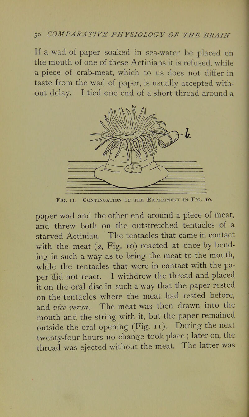 If a wad of paper soaked in sea-water be placed on the mouth of one of these Actinians it is refused, while a piece of crab-meat, which to us does not differ in taste from the wad of paper, is usually accepted with- out delay. I tied one end of a short thread around a Fig. II. Continuation of the Experiment in Fig. id. paper wad and the other end around a piece of meat, and threw both on the outstretched tentacles of a starved Actinian. The tentacles that came in contact with the meat («, Fig. lo) reacted at once by bend- ing in such a way as to bring the meat to the mouth, while the tentacles that were in contact with the pa- per did not react. I withdrew the thread and placed it on the oral disc in such a way that the paper rested on the tentacles where the meat had rested before, and vice versa. The meat was then drawn into the mouth and the string with it, but the paper remained outside the oral opening (Fig. 11). During the next twenty-four hours no change took place ; later on, the thread was ejected without the meat. The latter was i