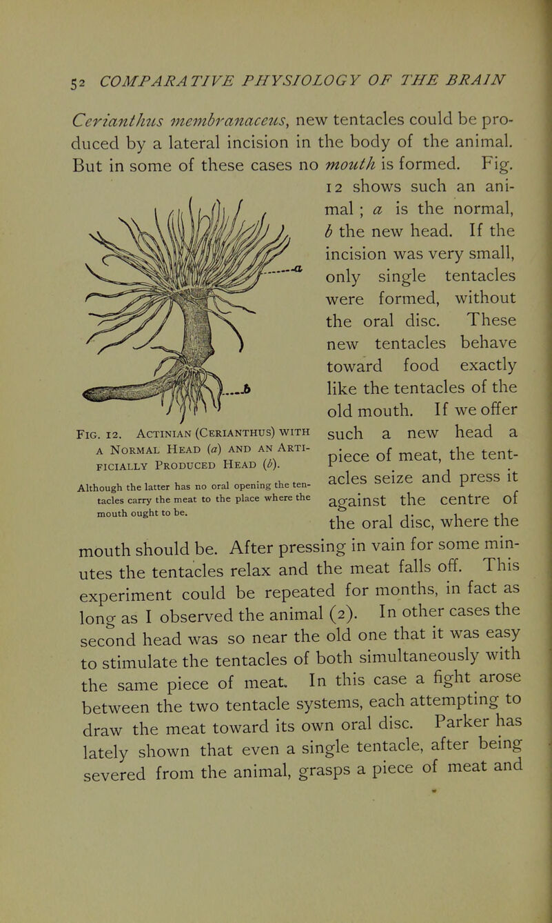 CeriantJms membranaceus, new tentacles could be pro- duced by a lateral incision in the body of the animal. But in some of these cases no mouth is formed. Fig. 12 shows such an ani- mal ; a is the normal, b the new head. If the incision was very small, only single tentacles were formed, without the oral disc. These new tentacles behave toward food exactly like the tentacles of the old mouth. If we offer such a new head a piece of meat, the tent- acles seize and press it against the centre of the oral disc, where the mouth should be. After pressing in vain for some min- utes the tentacles relax and the meat falls off. This experiment could be repeated for months, in fact as long as I observed the animal (2). In other cases the second head was so near the old one that it was easy to stimulate the tentacles of both simultaneously with the same piece of meat In this case a fight arose between the two tentacle systems, each attemptmg to draw the meat toward its own oral disc. Parker has lately shown that even a single tentacle, after being severed from the animal, grasps a piece of meat and Fig. 12. AcTiNiAN (Cerianthus) with A Normal Head (d) and an Arti- ficially Produced Head {b). Although the latter has no oral opening the ten- tacles carry the meat to the place where the mouth ought to be.