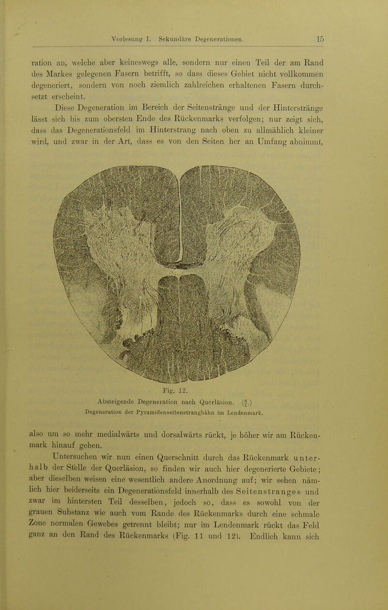 ration an, welche aber keineswegs alle, sondern nur einen Teil der ann Rand des Mai-kes gelegenen Fasern betrifft, so dass dieses Gebiet nicht vollkommen degeneriert, sondern von noch ziemlich zahlreichen erhaltenen Fasern durch- setzt erscheint. Diese Degeneration im Bereich der Seitenstränge und der Hinterstränge lässt sich bis zum obersten Ende des Rückenmarks verfolgen; nur zeigt sich, dass das Degenerationsfeld im Hinterstrang nach oben zu allmählich kleiner wird, und zwar in der Art, dass es von den Seiten her an Umfang abnimmt. Fig. 12. Absteigende Degeneration nach Querläsion. (A.) Degeneration der Pyramidenseitenstrangbälin ira Lendenmark. also um so mehr medialwärts und dorsalwärts rückt, je höher wir am Rücken- mark hinauf gehen. Untersuchen wir nun einen Querschnitt durch das Rückenmark unter- halb der Sfelle der Querläsion, so finden wir auch hier degenerierte Gebiete; aber dieselben weisen eine wesentlich andere Anordnung auf; wir sehen näm- lich hier beiderseits ein Degenerationsfeld innerhalb des Seitenstranges und zwar im hintersten Teil desselben, jedoch so, dass es sowohl von der grauen Substanz wie auch vom Rande des Rückenmarks durch eine schmale Zone normalen Gewebes getrennt bleibt; nur im Lendenmark rückt das Feld ganz an den Rand des Rückenmarks (Fig. 11 und 12). Endlich kann sich