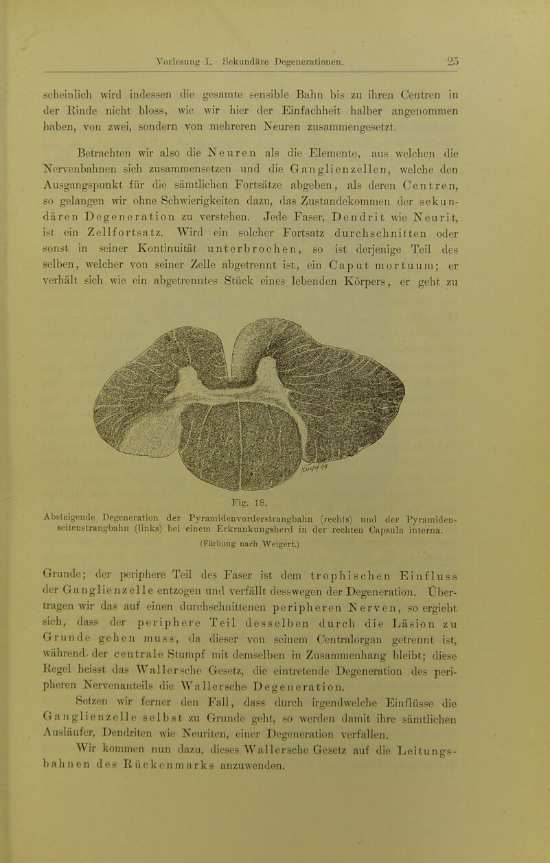 scheinlich wird indessen die gesamte sensible Bahn bis zu ihren Centren in der Rinde nicht bloss, wie wir hier der Einfachheit halber angenommen haben, von zwei, sondern von mehreren Neuren zusammengesetzt. Betrachten wir also die Neuren als die Elemente, aus welchen die Nervenbahnen sich zusammensetzen und die Ganglienzellen, welche den Ausgangsi^unkt für die sämtlichen Fortsätze abgeben, als deren Centren, so gelangen wir ohne Schwierigkeiten dazu, das Zustandekommen der sekun- dären Degeneration zu verstehen. Jede Faser, Dendrit wie Neurit, ist ein Zellfortsatz. Wird ein solcher Fortsatz durchschnitten oder sonst in seiner Kontinuität unterbrochen, so ist derjenige Teil des selben, welcher von seiner Zelle abgetrennt ist, ein Caput mortuum; er verhält sich wie ein abgetrenntes Stück eines lebenden Körpers, er geht zu Fig. 18. Alxsteigende Degeneration der Pyramidenvorderstrangbalm (rechts) und der Pyramiden- seitenstrangbahn (links) bei einem Erkrankungsherd in der rechten Capsula interna. (Färbung nacli Weigert.) Gnuide; der periphere Teil des Faser ist dem trophi sehen Einfluss der Ganglienzelle entzogen und verfällt desswegen der Degeneration. Über- tragen wir das auf einen durch.schnittenen peripheren Nerven, so ergiebt sich, dass der periphere Teil desselben durch die Läsion zu Grunde gehen muss, da dieser von seinem Centraiorgan getrennt ist, während, der centrale Stumpf mit demselben in Zusammenhang bleibt; diese Regel heisst das Wall er sehe Gesetz, die eintretende Degeneration des peri- pheren Nervenanteils die Waller.sche- Degeneration. Setzen wir ferner den Fall, dass durch irgendwelche Einflüsse die Ganglien Zell e selbst zu Grunde geht, so werden damit ihre sämtlichen Ausläufer, Dendriten wie Neuriten, einer Degeneration verfallen. Wir kommen nun dazu, dieses Wallersche Gesetz auf die Leitungs- bahnen des Rückenmarks anzuwenden.