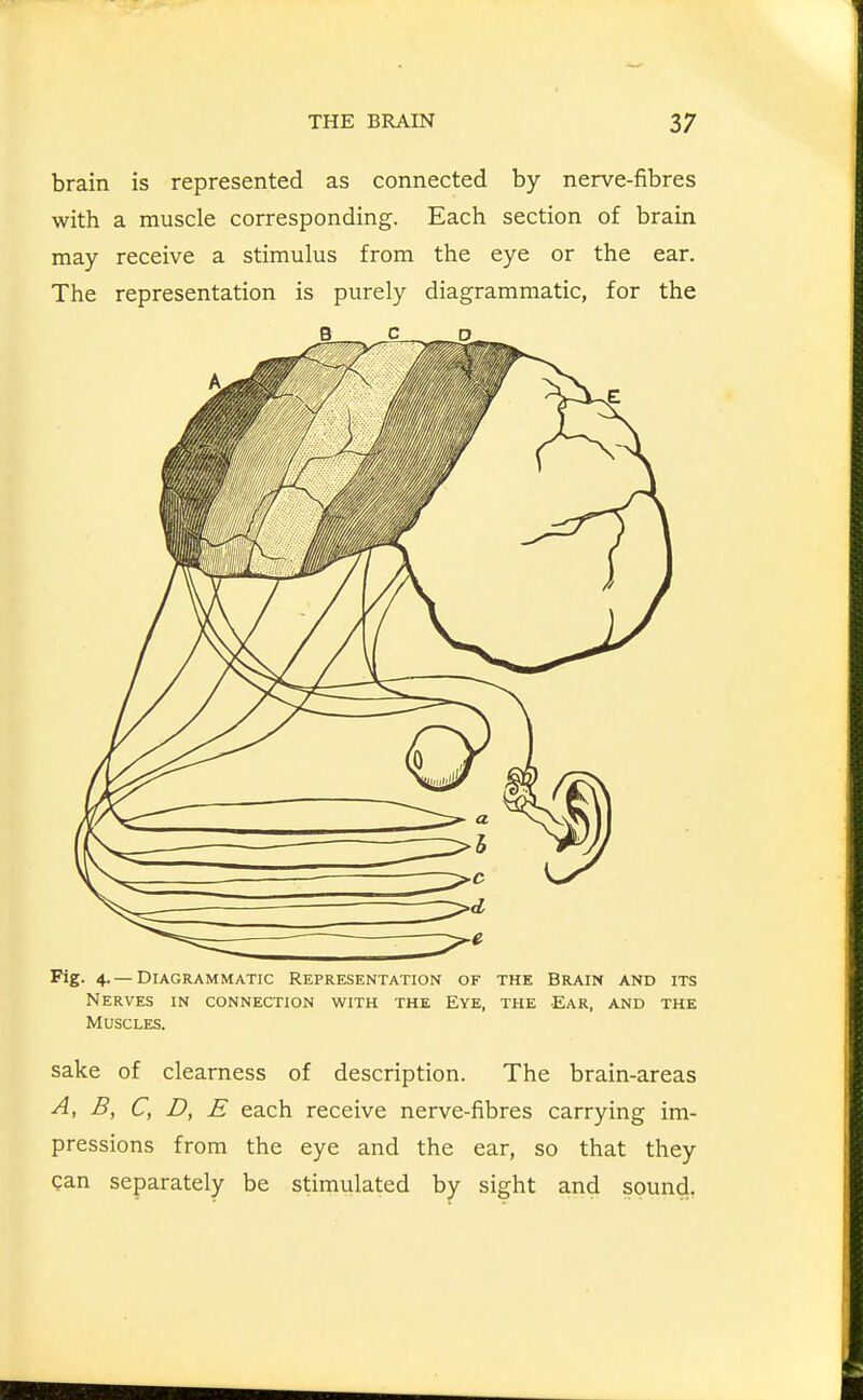 brain is represented as connected by nerve-fibres with a muscle corresponding. Each section of brain may receive a stimulus from the eye or the ear. The representation is purely diagrammatic, for the B C Fig. 4- — Diagrammatic Representation of the Brain and its Nerves in connection with the Eye, the Ear, and the Muscles. sake of clearness of description. The brain-areas A, B, C, D, E each receive nerve-fibres carrying im- pressions from the eye and the ear, so that they gan separately be stimulated by sight and sound,