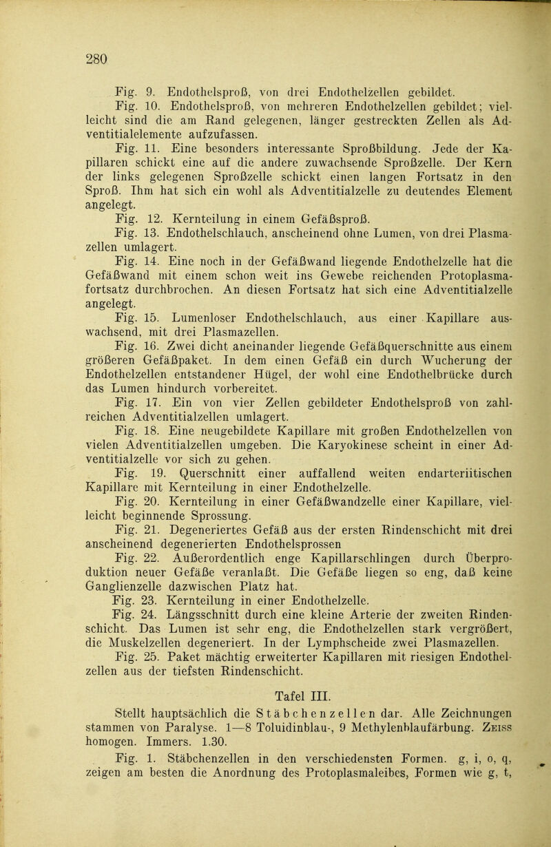Fig. 9. Endothelsproß, von drei Endothelzellen gebildet. Fig. 10. Endothelsproß, von mehreren Endothelzellen gebildet; viel- leicht sind die am Rand gelegenen, länger gestreckten Zellen als Ad- ventitialelemente aufzufassen. Eig. 11. Eine besonders interessante Sproßbildung. Jede der Ka- pillaren schickt eine auf die andere zuwachsende Sproßzelle. Der Kern der links gelegenen Sproßzelle schickt einen langen Fortsatz in den Sproß. Ihm hat sich ein wohl als Adventitialzelle zu deutendes Element angelegt. Fig. 12. Kernteilung in einem Gefäßsproß. Fig. 13. Endothelschlauch, anscheinend ohne Lumen, von drei Plasma- zellen umlagert. Fig. 14. Eine noch in der Gefäßwand liegende Endothelzelle hat die Gefäßwand mit einem schon weit ins Gewebe reichenden Protoplasma- fortsatz durchbrochen. An diesen Fortsatz hat sich eine Adventitialzelle angelegt. Fig. 15. Lumenloser Endothelschlauch, aus einer Kapillare aus- wachsend, mit drei Plasmazellen. Fig. 16. Zwei dicht aneinander liegende Gefäßquerschnitte aus einem größeren Gefäßpaket. In dem einen Gefäß ein durch Wucherung der Endothelzellen entstandener Hügel, der wohl eine Endothelbrücke durch das Lumen hindurch vorbereitet. Fig. 17. Ein von vier Zellen gebildeter Endothelsproß von zahl- reichen Adventitialzellen umlagert. Fig. 18. Eine neugebildete Kapillare mit großen Endothelzellen von vielen Adventitialzellen umgeben. Die Karyokinese scheint in einer Ad- ventitialzelle vor sich zu gehen. Fig. 19. Querschnitt einer auffallend weiten endarteriitischen Kapillare mit Kernteilung in einer Endothelzelle. Fig. 20. Kernteilung in einer Gefäßwandzelle einer Kapillare, viel- leicht beginnende Sprossung. Fig. 21. Degeneriertes Gefäß aus der ersten Eindenschicht mit drei anscheinend degenerierten Endothelsprossen Fig. 22. Außerordentlich enge Kapillarschlingen durch Überpro- duktion neuer Gefäße veranlaßt. Die Gefäße liegen so eng, daß keine Ganglienzelle dazwischen Platz hat. Fig. 23. Kernteilung in einer Endothelzelle. Fig. 24. Längsschnitt durch eine kleine Arterie der zweiten Einden- schicht. Das Lumen ist sehr eng, die Endothelzellen stark vergrößert, die Muskelzellen degeneriert. In der Lymphscheide zwei Plasmazellen. Fig. 25. Paket mächtig erweiterter Kapillaren mit riesigen Endothel- zellen aus der tiefsten Eindenschicht. Tafel III. Stellt hauptsächlich die Stäbchenzellen dar. Alle Zeichnungen stammen von Paralyse. 1—8 Toluidinblau-, 9 Methylenblaufärbung. Zeiss homogen. Immers. 1.30. Fig. 1. Stäbchenzellen in den verschiedensten Formen, g, i, o, q, zeigen am besten die Anordnung des Protoplasmaleibes, Formen wie g, t.