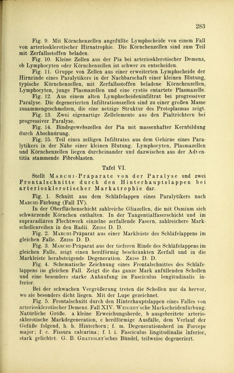 Fig. 9. Mit Körnchenzellen angefüllte Lymphscheide von einem Fall von arteriosklerotischer Hirnatrophie. Die Körnchenzellen sind zum Teil mit Zerfallsstoffen beladen. Fig. 10. Kleine Zellen aus der Pia bei arteriosklerotischer Demenz, ob Lymphocyten oder Körnchenzellen ist schwer zu entscheiden. Fig. 11. Gruppe von Zellen aus einer erweiterten Lymphscheide der Hirnrinde eines Paralytikers in der Nachbarschaft einer kleinen Blutung, typische Körnchenzellen, mit Zerfallsstoffen beladene Körnchenzellen, Lymphocyten, junge Plasmazellen und eine cystös entartete Plasmazelle. Fig. 12. Aus einem alten Lymphscheideninfiltrat bei progressiver Paralyse. Die degenerierten Infiltrationszellen sind zu einer großen Masse zusammengeschmolzen, die eine netzige Struktur des Protoplasmas zeigt. Fig. 13. Zwei eigenartige Zellelemente aus den Pialtrichtern bei progressiver Paralyse. Fig. 14. Bindegewebszellen der Pia mit massenhafter Kernbildung durch Abschnürung. Fig. 15. Teil eines zelligen Infiltrates aus dem Gehirne eines Para- lytikers in der Nähe einer kleinen Blutung. Lymphocyten, Plasmazellen und Körnchenzellen liegen durcheinander und dazwischen aus der Adi en- titia stammende Fibroblasten. Tafel VI. Stellt MARCHi-Präparate von der Paralyse und zwei Frontalschnitte durch den Hinterhauptslappen bei arteriosklerotischer Markatrophie dar. Fig. 1. Schnitt aus dem Schläfelappen eines Paralytikers nach MARCHi-Färbung (Fall IV). In der Oberflächenschicht zahlreiche Gliazellen, die mit Osmium sich schwärzende Körnchen enthalten. In der Tangentialfaserschicht und im supraradiären Flechtwerk einzelne zerfallende Fasern, zahlreichere Mark- schollenreihen in den Radii. Zeiss, D. D. Fig. 2. MARCHi-Präparat aus einer Markleiste des Schläfelappens im gleichen Falle. Zeiss D. D. Fig. 3. MARCHi-Präparat aus der tieferen Rinde des Schläfelappens im gleichen Falle, zeigt einen herdförmig beschränkten Zerfall und in die Markleiste herabsteigende Degeneration. Zeiss D. D. Fig. 4. Schematische Zeichnung eines Frontalschnittes des Schläfe- lappens im gleichen Fall. Zeigt die das ganze Mark anfüllenden Schollen und eine besonders starke Anhäufung im Fasciculus longitudinalis in- ferior. Bei der schwachen Vergrößerung treten die Schollen nur da hervor, wo sie besonders dicht liegen. Mit der Lupe gezeichnet. Fig. 5. Frontalschnitt durch den Hinterhauptslappen eines Falles von arteriosklerotischer Demenz. Fall XIV. WEiGERx'sche Markscheidenfärbung. Natürliche Größe, a kleine Erweichungsherde, b ausgebreitete arterio- sklerotische Markdegeneration, c herdförmige Ausfälle, dem Verlauf der Gefäße folgend, h. h. Hinterhorn; f. m. Degenerationsherd im Forceps major; f. c. Fissura calcarina; f. 1. i. Fasciculus lingitudinalis inferior, stark gelichtet. G. B. GßATioLET'sches Bündel, teilweise degeneriert.