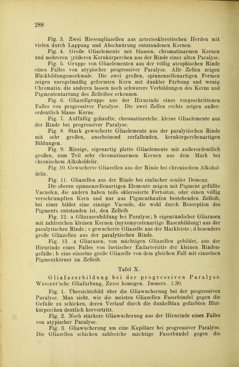 Fig. 3. Zwei Riesengliazellen aus arteriosklerotischen Herden mit ' vielen durch Lappung und Abschnürung entstandenen Kernen. Fig. 4. Große Gliaelemente mit blassen, chromatinarmen Kernen und mehreren ^^rößeren Kernkörperchen aus der Einde einer alten Paralyse. Fig. 5. Gruppe von Gliaelementen aus der völlig atrophischen Rinde eines Falles von atypischer progressiver Paralyse. Alle Zellen zeigen Kückbildungsmerkmale. Die zwei großen, spinnenzellenartigen Formen zeigen unregelmäßig geformten Kern mit dunkler Färbung und wenig Chromatin, die anderen lassen noch schwerere Verbildungen des Kerns und Pigmententartung des Zelleibes erkennen. Fig. 6. Gliazellgruppe aus der Hirnrinde eines vorgeschrittenen Falles von progressiver Paralyse. Die zwei Zellen rechts zeigen außer- ordentlich blasse Kerne. Fig. 7. Auffällig gehäufte, chromatinreiche, kleine Gliaelemente aus der Rinde bei progressiver Paralyse. Fig. 8. Stark gewucherte Gliaelemente aus der paralytischen Rinde mit sehr großen, anscheinend zerfallenden, kernkörperchenartigen Bildungen. Fig. 9. Riesige, eigenartig platte Gliaelemente mit außerordentlich großen, zum Teil sehr chromatinarmen Kernen aus dem Mark bei chronischem Alkoholdelir. Fig. 10. Gewucherte Gliazellen aus der Rinde bei chronischem Alkohol- delir. Fig. 11. Gliazellen aus der Rinde bei einfacher seniler Demenz. Die oberen spinnenzellenartigen Elemente zeigen mit Pigment gefüllte Vacuolen, die andern haben teils sklerosierte Fortsätze, oder einen völlig verschrumpften Kern und nur aus Pigmenthaufen bestehenden Zelleib, bei einer bildet eine einzige Vacuole, die wohl durch Resorption des Pigments entstanden ist, den Zelleib Fig. 12. a Gliarasenbildung bei Paralyse; b eigentümlicher Gliarasen mit zahlreichen kleinen Kernen (myxomycetenartige Rasenbildung) aus der paralytischen Rinde; c gewucherte Gliazelle aus der Markleiste; d besonders große Gliazellen aus der paralytischen Rinde. Fig. 13. a Gliarasen, von mächtigen Gliazellen gebildet, aus der Hirnrinde eines Falles von luetischer Endarteriitis der kleinen Rinden- gefäße ; b eine einzelne große Gliazelle von dem gleichen Fall mit einzelnen Pigmentkörner im Zelleib. Tafel X. Gliafaserbildung bei der progressiven Paralyse. WEiGERT'sche Gliafärbung, Zeiss homogen. Immers. 1.30. Fig. 1. Übersichtsbild über die Gliawucherung bei der progressiven Paralyse. Man sieht, wie die meisten Gliazellen Faserbündel gegen die Gefäße zu schicken, deren Verlauf durch die dunkelblau gefärbten Blut- körperchen deutlich hervortritt. Fig. 2. Noch stärkere Gliawucherung aus der Hirnrinde eines Falles von atypischer Paralyse. Fig. 3. Gliawucherung um eine Kapillare bei progressiver Paralyse. Die Gliazellen schicken zahlreiche mächtige Faserbündel gegen die