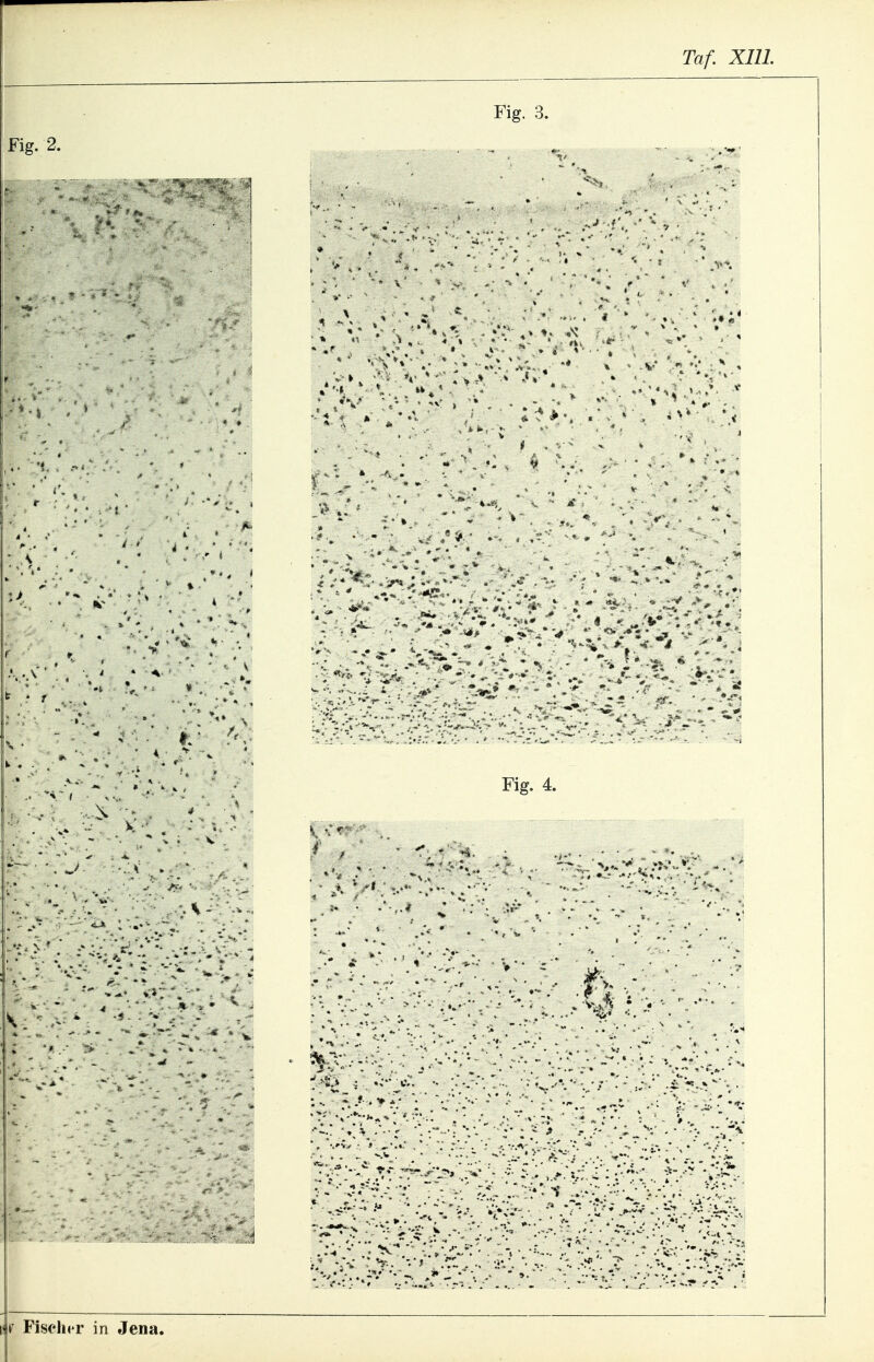Ta f. XIll. Fig. 3.