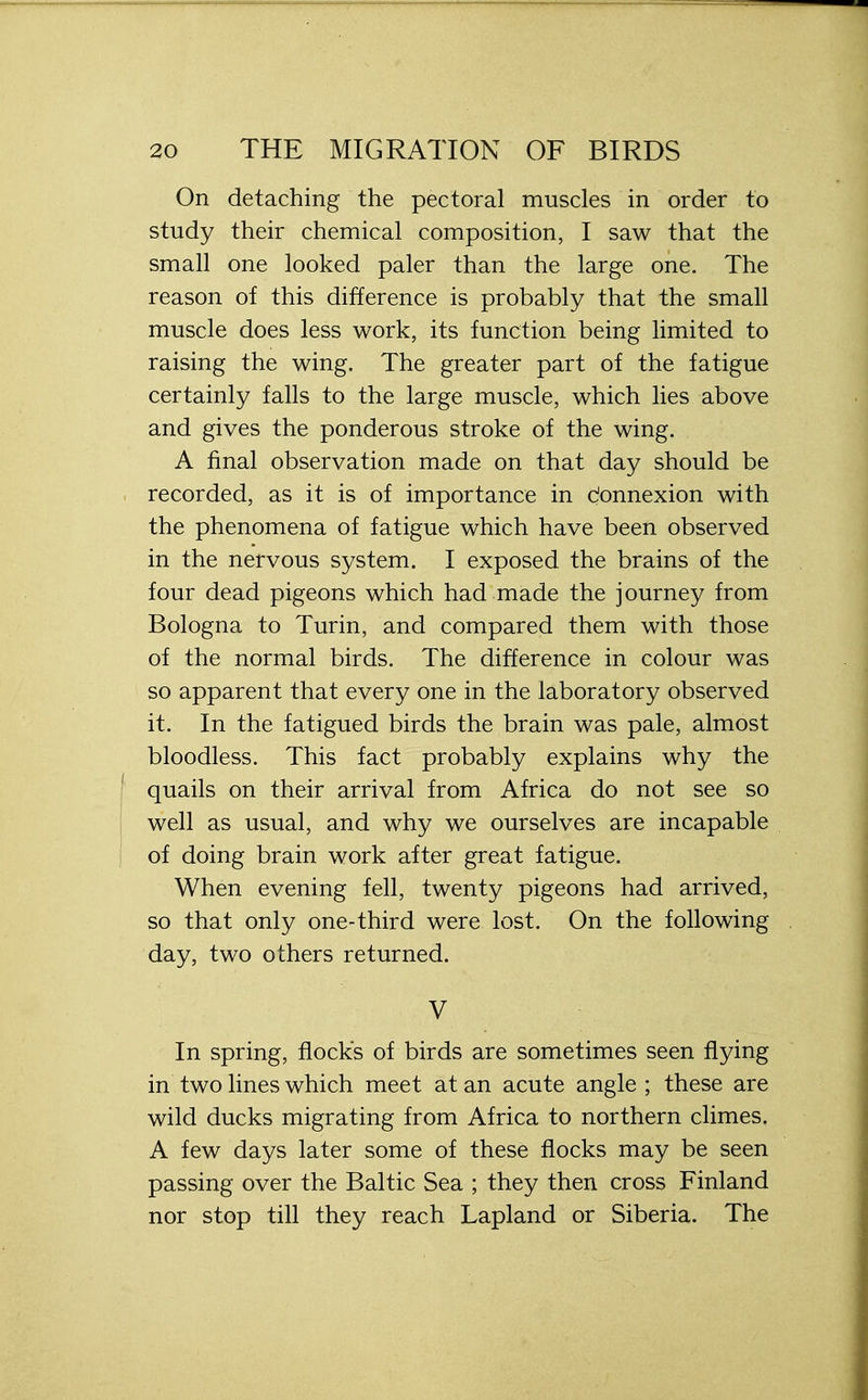 On detaching the pectoral muscles in order to study their chemical composition, I saw that the small one looked paler than the large one. The reason of this difference is probably that the small muscle does less work, its function being limited to raising the wing. The greater part of the fatigue certainly falls to the large muscle, which lies above and gives the ponderous stroke of the wing. A final observation made on that day should be recorded, as it is of importance in connexion with the phenomena of fatigue which have been observed in the nervous system. I exposed the brains of the four dead pigeons which had made the journey from Bologna to Turin, and compared them with those of the normal birds. The difference in colour was so apparent that every one in the laboratory observed it. In the fatigued birds the brain was pale, almost bloodless. This fact probably explains why the quails on their arrival from Africa do not see so well as usual, and why we ourselves are incapable of doing brain work after great fatigue. When evening fell, twenty pigeons had arrived, so that only one-third were lost. On the following day, two others returned. V In spring, flocks of birds are sometimes seen flying in two lines which meet at an acute angle ; these are wild ducks migrating from Africa to northern climes. A few days later some of these flocks may be seen passing over the Baltic Sea ; they then cross Finland nor stop till they reach Lapland or Siberia. The