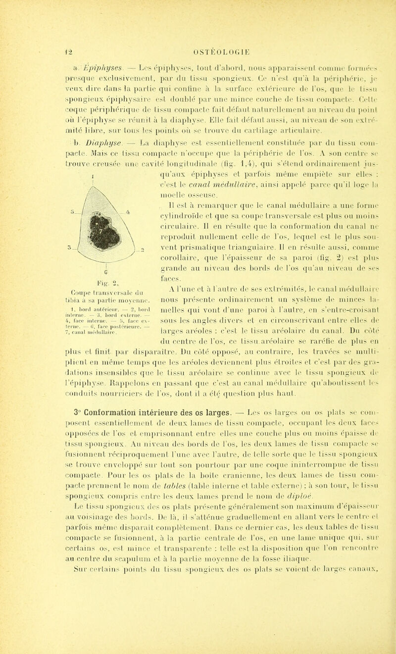 i\: Epiphyses. — Les épiphyscs, loat d'abord, nous apparaissent comme foi-mée> presqii(>. exeliisiveinenl. par du tissu spongieux. Ce n'esl qu'à la périphérie, je veux dire dans la partie qui eonline à la surfare exi(M'iiMire de l'os, que le tissu spongieux épiphysaire est doublé par une mince couche de tissu conipacle. Celle coque périphérique de tissu compacte fait défaut naturellement au niveau du ])oinl où l'épiphyse se réunit à la diaphyse. Elle fait détaul aussi, au niveau d(> son exlri'- mité libre, sur tous les points oii se trouve dLi caitilage articulaire. ■ b. Diaphyse. — La diaphyse est essentiellement constituée \)iw du tissu com- pacte. Mais ce tissu compacte n'occupe que la périphérii' de l'os. A son centre se trouve creusée une cavité longitudinale (lig. 1,4), qui s'étend ordinairement jus- qu'aux épiphyscs et parfois même empiète sur elh's : c'est le canal médullaire, ainsi appelé parce qu'il loge la moelle osseuse. 11 est à ]'emarquer que le canal médullaire a une forme eylindi'oi'de et que sa coupe Iransvci'sale est plus ou moins circulaire. Il en résulte que la conformation du canal ne reproduit nullement celle de l'os, lequel est le plus sou- vent prismatique triangulaire. 11 en résulle aussi, comme corollaire, que l'épaisseur de sa paroi (fig. 2) est plu> grande au niveau des bords de l'os qu'au niveau de ses faces. A l'une et à l aulre de ses exlr(''milés, le canal médullaire nous présente ordinairement un système de minces la- melles qui vont d'une paroi à l'autre, en s'enlre-croisan! sous les angles divers et en circonscrivant entre elles de larges aréoles : c'est le tissu aréolaire du canal. Du côté du centi'e de l'os, ce tissu.aréolaire se raréfie de plu< en plus et fmit par disparaître. Du côté opposé, au contraire, les travées se multi- plient en même temps que les aréoles deviennent plus étroites et c'est par des gra- dations insensibles que le tissu aréolaire se continue avec le tissu spongieux de l'épiphyse. Kappelons en passant que c'est au canal médullaire qu'aboutissent les conduits nourriciers de l'os, don! il a été question plus haul. Coupe iiiinsvci suir <lii tibia à sa jnu lic ino\ciuh'. 1. Ijord aiil6rioiir. — 2, lioi\l inU'nie. — i. bord Okiunie. — 4, face iiilci'uo. — .'>, lace c\- tenic. — (), l'aco jjo.slcrieure. — 7, canal médullaiic. 3'- Conformation intérieure des os larges. — Les os larges ou os plats se com- posent essentielkuuent de deux lanu's de Iissu c(nnpacle. occupant les deux faces o[»[iosées de l'os et emprisonnant entre elles une couche plus ou moins épaisse de tissu spongieux. vVu niveau des bords de l'os, les deux lames de lissa conipacle se fusionnent réciproquement l'une avec l'autre, de telle sorte que le tissu spongieux se trouve envdoppi' sur tout son pourtour par une coque ininterrompue de tissu compacte. Pour les os plats de la boîb^ ei'anienne, les deux lames de tissu com- pacte prennent le nom de tables (table interne et table externe) ; à son tour, le lissu spongieux compris entre les deux lames prend le nom de diploé. Le tissu spongieux des os plats présente généralement son maximum d'épaisseur au voisinage des bords. De là, il s'atténue graduellement en allant vers le centre el parfois même disparait complètement. Dans ce dernier cas, les deux tables de tissu compacte se fusionnent, à la partie centrale de l'os, en une lame unique qui, sur certains os, est mince et transparente : telle est la disposition que l'on rencontre au centre du scapulum et à la partie moyenne de la fosse iliaque. Sur certains points du tissu spongieux des os plats se voient d( larges canaux.