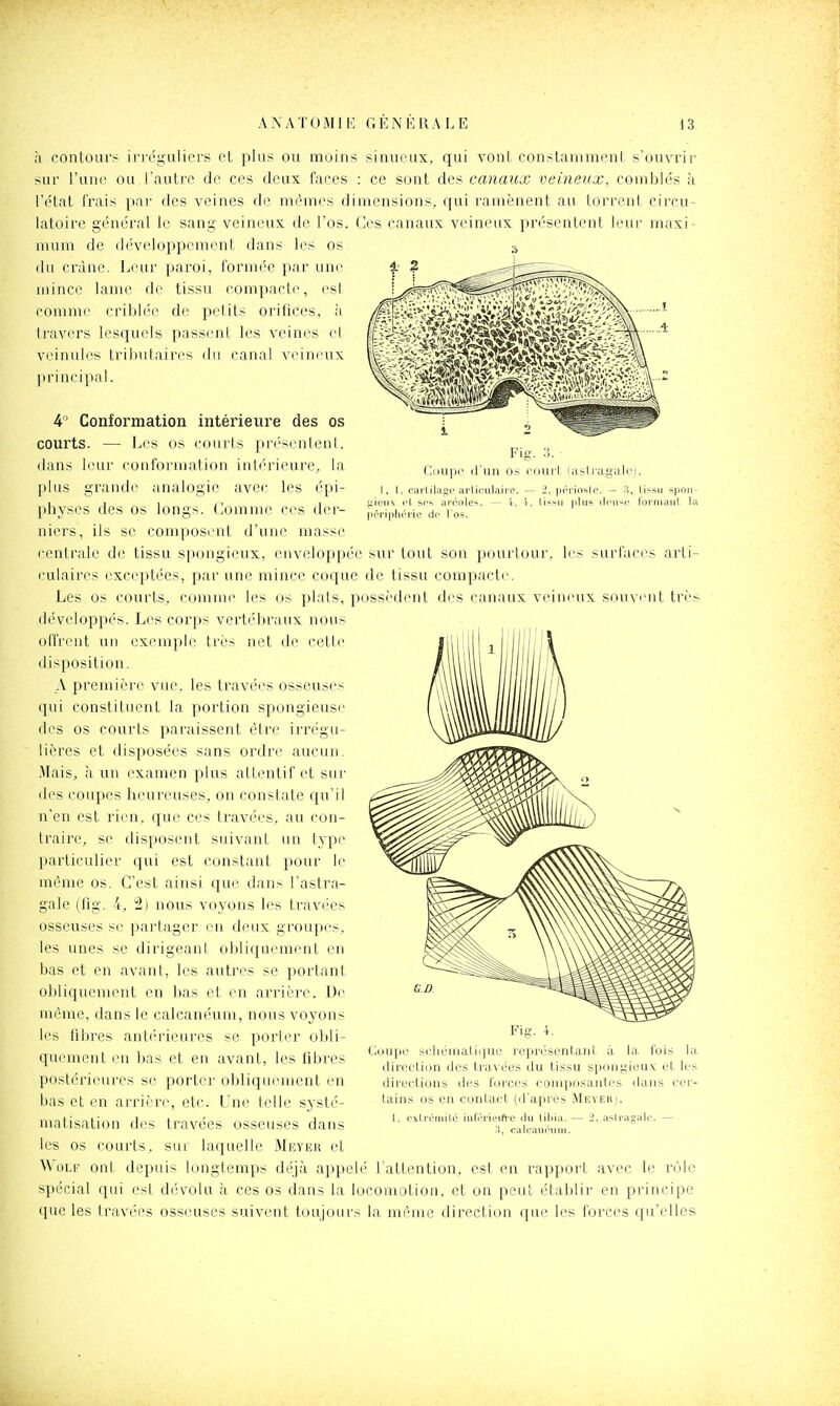 h contours irrégiilicrs et plus ou moins sinueux, qui vont constamment s'ouvrir sur l'une ou l'autre de ces deux faces : ce sont des canaux veineux, comblés à l'état frais par des veines de mêmes dimensions, qui ramènent au torrent circu- latoire général le sang veineux de l'os. Ces canaux veineux présentent leur nraxi- mum de d('veloppement dans les os a du crâne. Leur paroi, formée par une uiince lame de tissu compacte, esl comme criblée de petits orilices, ii travers lesquels passent les veines el veinules triluilaires du canal veineux principal. 4' Conformation intérieure des os courts. — Les os courts présentenL dans leur conformation intérieure, la plus grande analogie avec les épi- physes des os longs- Comme ces dei- niers, ils se composent d'une masse centrale de tissu spongieux, enveloppé* |it'ri|il oarl,ilag:c ai'ticulaii'e cl, SCS arcoles. — 4. rric de l'os. - 2, ]ici'iosle. — 3, (issu spou- lissu jilus cicusc. formant la sur tout son poui'lour. 1rs surl'aci^s arti- culaires exceptées, par une mince coque de tissu compacte Les os courts, comme les os plats, possèdent des canaux veineux souvent très développés. Les corps vertébraux nous offrent un exemple très net tle cette disposition. \ première vue, les travées osseuses qui constituent la portion spongieuse des os courts paraissent être irrégu- lières et disposées sans ordre aucun. Mais, à un examen plus attentif et sui- des coupes heureuses, on constate qu'il n'en est rien, que ces travées, au con- traire, se disposent suivant un [3'pe particulier qui est constant pour le même os. C'est ainsi que dan> l'astra- gale (fig. 4, 'îh) nous voyons les travées osseuses se partager en deux groupes, les unes se dirigeant obliquement en bas et en avant, les autres se portant obliquement eu bns et en arrièiT. De même, dans le calcanéum, nous voyons les fibres antérieures se porter obli- quement en bas et en avant, les fibres postérieures se porter obliquement en bas et en arrière, etc. Une telle systé- matisation des travées osseuses dans les os courts, sur laquelle Meyer et WoLF ont depuis longtemps déjà appelé l'attention, est en rapport avec I spécial qui est dévolu à ces os dans la locomotion, et on peut établir en principe que les travées osseuses suivent toujours la même direction que les forces qu'elles Coiipo schématiquo représcnlant à la lois la direction des travées du tissu spongieux et les direelions des forces composantes dans cer- tains os en contact (d'après Meyeb). 1. cxlrcruilé inféricifi'C du liljia. — 2, astragale. — H, calcaiicuin. rôle