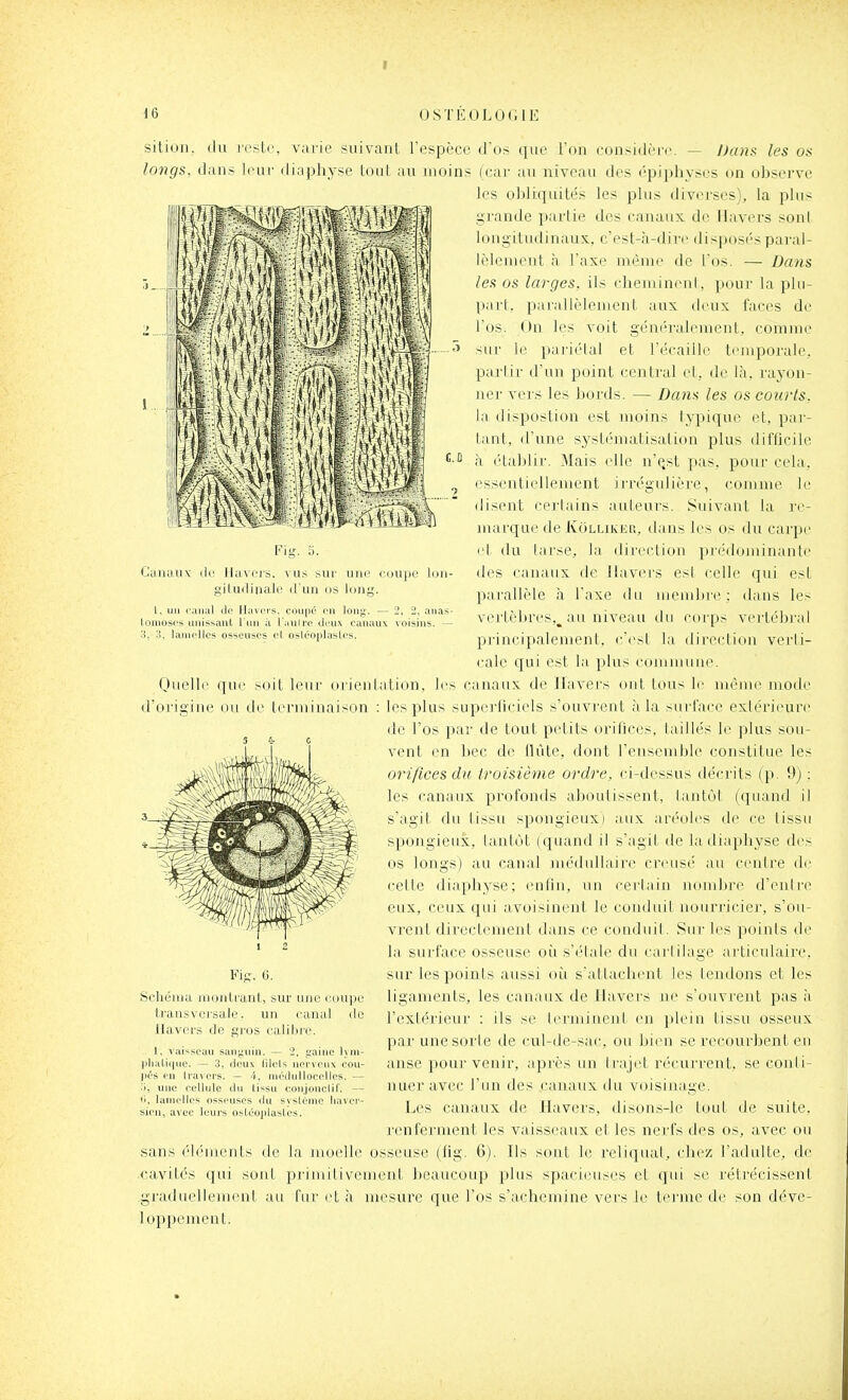 I 16 OSTEOLOCIE iU[ir 1(111- Fig. 0. Ciiiuiuv (le IliiNCrs, vas sur uni giluflinalc d'un os lonj l, un ruiial do Havers. coupe on long. — 2, 2, aiias lomost'ri unissant l'un à l'aiilrc doux canaux A'oisins. — o, 3, lamolles osseuses o( osléoiilaslos. sitioli. (lu loslc, varie suivant l'espèce d'os que l'on considère. — Dcms les os longs, dans leur diapliyse touL au moins (car au niveau des épiphyses on observe les obliquités les plus diverses), la plus grande partie des canaux de Ilavers soni longitudinaux, c'est-à-dire disposés paral- lèleniout à Taxe même de l'os. — Dans les os larges, ils cliemineni, pour la plu- part, parallèlement aux deux faces de r<)S. On les voit gém'ralement, comme sur le paiiélal et l'écaillé temporale, partir d'un point central et, de là, raj'oii- ner vers les bords. — Da^is les os courts, la dispostion est moins typique et, par- tant, d'une systématisation plus diflicile à établir. Mais iMIe n'c^st pas, pour cela, essentiellement irrégulière, comme le (lisent certains auteurs. Suivant la re- marque de Kolliker, dans les os du carpe et ilu tarse, la direction prédominante des canaux de Ilavers est celle qui est parallèle à l'axe du membi'e ; dans les vertèbres,^ au niveau du corps vertébi al principalement, c'esl la (^lireclion verli- calc qui est la plus commune. Quelle que soit leur oiientation, les canaux de Ilavers ont tous le même mode d'origine ou de terminaison ; les plus supei'liciels s'ouvrent à la surface exiérieure de l'os par de tout petits orifices, taillés le plus sou- vent en bec de flûte, dont l'ensemble constitue les orifices du troisième ordre, ci-dessus décrits (p. 9) : les canaux profonds aboutissent, tantôt (quand il s'agit du tissu spongieux) aLix aréoles de ce tissu spongieux, tantôt (quand il s'agit de ladiaphyse de^ os longs) au canal inédullaire creusé au centre de celte diaphyse; entin, un eerlain nombre d'enlre eux, ceux qui avoisinent le conduit nourricier, s'ou- vrent directement dans ce conduit. Sur les points de la surface osseuse oi^i s'étale du carlilage articulaire, sur les points aussi où s'attacbent les tendons et les ligaments, les canaux de Ilavers ne s'ouvrent pas à l'extérieur : ils se terminent en plein tissu osseux par une sorte de cul-de-sac, ou bien se recourbent en anse pour venir, après un trajet récurrent, se conti- nuer avec l'un des canaux du voisinage. Les canaux de Havers, disons-le tout de suite, renferment les vaisseaux et les nerfs des os, avec ou sans éléments de la moelle osseuse (iig. 6). Ils sont le reliquat, eliez l'adulte, de cavités qui sont pi'iniilivement beaucoup plus spacieuses et qui se rétrécissent graduellement au fur et à mesure que l'os s'achemine vers le teiane de son déve- loppement. Fi-. 0. Schéiuu riKjnliunt, sur une cuupe transversale, un ciiiiiil ilavers de gros caliluv. do 1, vaisseau sanguin. — 2, gaine lym pliaU(|ue. — 3, deux lilels nerveux cou j>(''S en lra\ers. — 4, médullocelies. — ■ i, une cellule du lissu con.jonclif. — 'i, lamelles osseuses du système liaver- sieu, a\'ec leurs osttîopiastes.