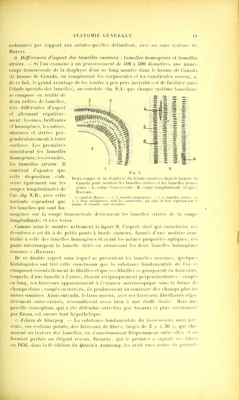 oi'donnéi\-< par rappoil aux ari'olcs qd'cllr^ (li'liiuilciil^ avec ou sans sysiciui' do Havers. d. Différences d'aspect des lamelles osseuses : lamelles homogènes et lamelles striées. — Si l'on exaniuK? à un gi-ossissemenl de 400 à 500 diamètres une ininci'. coupe transversale de la diaphyse d'un os long montée dans le baume de Canada (le baume de Canada, en remplissant les eorpuseules el les caiialicules oss(>ux, a, de ce fait, le grand avantage de les rendre h peu jtrès invisibles el de fariUler ainsi l'étude spérial(> di>s lamelles), on eonstalc (liu-. <S.Al (juc chaque système lamellain' se compose eu réalité de deux ordres de lamelles, très différenli's d'aspeel et alternant r(''gulière- menl : les unes, brillantes et homogènes, les autres, obscures et striées per- pendiculair(Mnent à leurs surfaces. Les premières constituent les lamelles homogènes; les secondes, tes lamelles striées. Il convient d'ajouter que cette disposition s'ob- serve également sur les coupes longitudinales de l'os (fig. 8,B), avec cette variante cependant que les lamelles qui sont ho- mogènes sur la, coupe transversale devieiiiieul les lauielles striées de la. coupe longitudinale, et vice versa. Comme nous le nrontre neltemeul la ligure S. l'aspect slri(''qui caract;érise ces dernièi'es « est dû à de petits pouls à. bords sinueux, formés d'une matière sem- blable à celle des lamelles hoiiiogènes et ayant les mêmes propriétés optiqu(>s; ces ponts interrom[)ent la lamelle slri('e en réunissant les deux lamelles homogènes voisines » (Ranvxhu). De ce double aspect sous lequel se ]ir(''seiileiil les lamelles osseus(V. qvu'lques hislologisles ont tiré cette conclusion que la substance fondamenlale île l'os se composait essentiellement de librilles et que ces lilirilles se groupaient eu faisceaux, lesquels, d'une lamelle à l'autre, étaient réciproqiuuiient perpendiculaires : coupés eu long, ces faisceaux apparaissaieni à l'exameu microscopique sous la forme d'' champs clairs : coup('sen travei's. ils produisaient au contraire des champs plus ou moins sombres. Ainsi entendu, le tissu osseux, avec ses faisceaux tibrillaires régu- lièrement entre-croisés, ressemblerait assez bien à une l'ioffe tissée. Mais une. pareille conception, qui a été défendue aul reluis par Sh.vupky et plus r(>cemmen[, par Ebxer, est encore tout liypotlK'tique e. Fibres de Sharpey. — La sidislaace fondamentale du lissn osseux nous jn'é'- sente, sur cei'tains points, des faisceaux de libres, larges de 2 ;j. à 30 ;x, qui clie- minent au. tiavei's des lamelles, en s'anastoniosant fréquemment entre elles et en formant pai'fois un ('légant rt'seau. Sh.\«pey . qui le premier a signalé ces libres en l8oG, ilans la G édilion du Qicain's Analomy. les avait vues naître du périoste .4 Ins. 8. Deux; coupes lie la, ilîiipli\ >!■ ihi liMiiur iiiiiiiir'os ilans le baume île Canada |iiiiir iiiniil iti- les laiiiellrs sI i mm's i h les lanielli.^s iininu- t>i''ni's : .\, ciiupi' I l aiTsale ; rmipr liintiilmliiiali' iil'api'rs R.\NViEie. 1, caiia! de Haver-^. — 2, iaiiiollcs Iioniogûiu'S. — :i. li. lamulles sU-ii'i'>. — 1. i, ili'iix osif'oplasifs. iliiiil 1rs caiialicules, par suite de leiu' véplétiou par le liaiinie de Canada, miiiI iii\i^ihl''-.-.