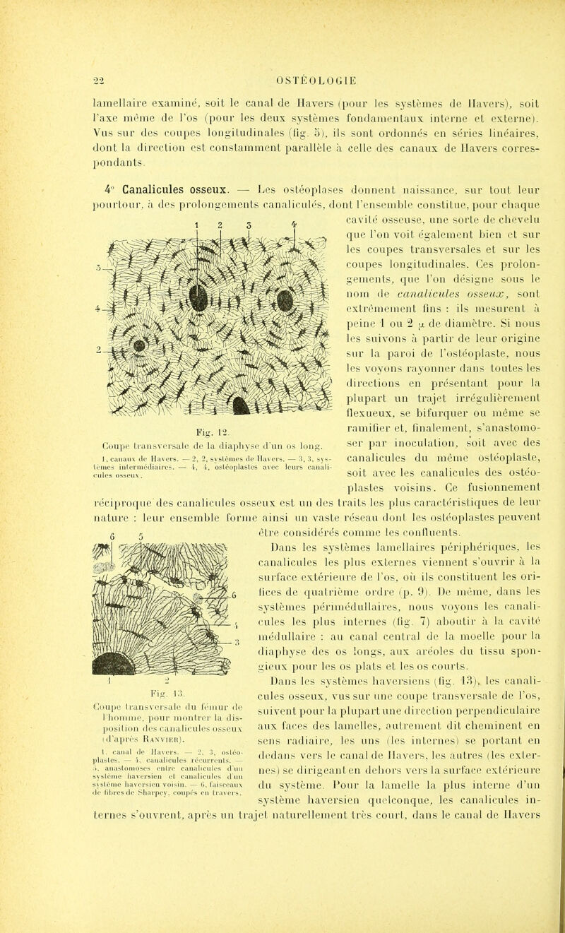 lamellaire examiné, soit le canal de Ilavers (pour les systèmes de llavers), soit l'axe même de l'os (pour les deux systèmes fondamentaux interne et externe). Vus sur des coupes longitudinales (fig. 5), ils sont ordonnés en séries linéaires, dont la direction est constamment parallèle h celle des canaux de llavers corres- pondants. 4 Canalicules osseux. — Les ostéoplases donnent naissance, sur tout leur pourtour, h des prolongements canaliculés, dont l'ensemble constitue, pour chaque ,„ cavité osseuse, une sorte de chevelu que l'on voit également bien et sur les coupes transversales et sur les coupes longitudinales. Ces prolon- gements, que l'on désigne sous le nom de canalicules osseux, sont extrêmement fins : ils mesurent à peine 1 ou 2 |ji de diamètre. Si nous les suivons à partir de leur origine sur la paroi de l'ostéoplaste, nous les voyons rayonner dans toutes les directions en présentant pour la plupart un trajet irrégulièremenl llexueux, se bifurquer ou même se ramilier et, finalement, s'anastomo- ser par inoculation, soit avec des canalicules du même ostéoplaste, soit avec les canalicules des ostéo- plastes voisins. Ce fusionnement réciproque des canalicules osseux est un des traits les plus caractéristiques de leur natui'e : leur ensemble forme ainsi un vaste réseau dont les ostéoplastes peuvent être considérés comme les conlluenls. Dans les systèmes lainellaires périphériques, les canalicules les plus externes viennent s'ouvrir ù la surface extérieure de l'os, oii ils constituent les ori- fices de quatrième ordre (p. 9). De même, dans les systèmes périméduUaires, nous voyons les canali- cules les plus internes (fig. 7) aboutir à la cavité jnédullaire : au canal central de la moelle pour la diaphyse des os longs, aux aréoles du tissu spon- gieux pour les os plats et les os courts. Dans les systèmes haversiens (^fig. 18). les canali- cules osseux, vus sur une coupe transvei'sale de l'os, suivent pour la plupart une direction perpendiculaire aux faces des lamelles, autrement dit cheminent en sens radiairc, les uns (les internes) se portant en dedans vers le canal de llavers, les autres (les exler- nes) se dirigeant en dehors vers la surface extérieure du système. Pour la lamelle la plus interne d'un système haversien quelconque, les canalicules in- ternes s'ouvrent, après un trajet naturellement très courl, dans le canal de llavers Fig. 12. Coupe transversale de la diaphyse d'un os long. 2, systèmes de llavers. — 3, :j, sj s- osléoplasles avec leurs canali- 1, canaux (le Ha^ ers (èmes inlermôjiaires. cules osseux. Fis. l''!- Coupe Iransveisale du IV'inur de riioninie, pour morih'er la dis- position des eanaliculcs osseu.x (d'après Ranvier). l. canal de llavers. — 2, :!, osléo- plastes. — î-, canalicules récurreuls. — .'). anastomoses entre canalicules d'un système haversien et canalicules d'un s\stèrne haversien voisin. — 0, faisceaux <le fibres de Shai'pey, couju^'s en ti'a\ ei's.