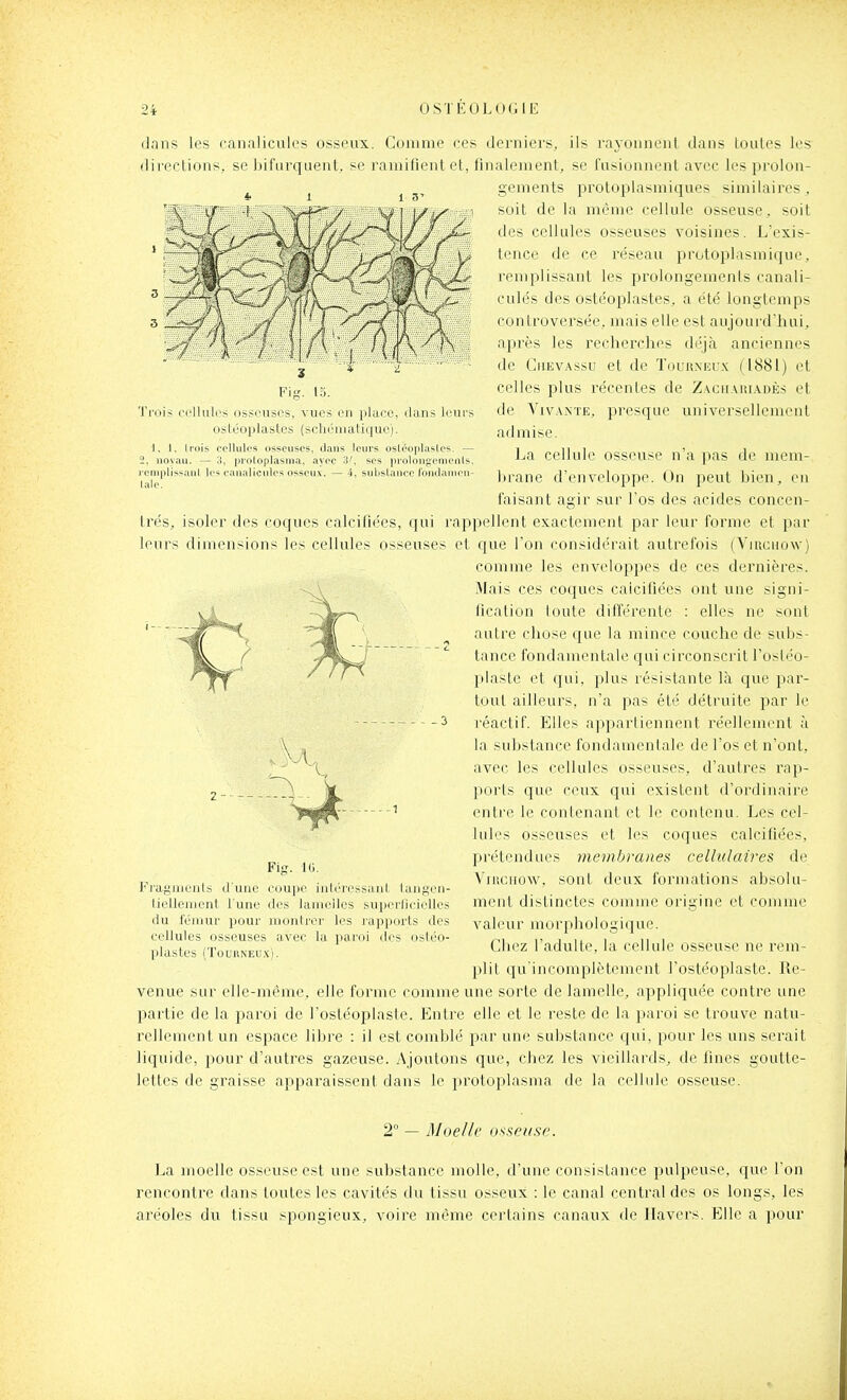 Trois Fig. lo. jlUilrs osseuses, vues en |il;ire, iluns ostéoplastes (sclii'iiialique). 1, 1, Irois cellules osseuses, dans leurs osléoplastes. — 2, noyau. — 3, proloplasnia, ayec 3', ses prolongenienis, l'eniplissanl les canalicules osseux. — 4, substance fondamen- lale. dans les canalicules osseux. Comme ces derniers, ils rayonnent dans toutes les directions, se bifurquent, se ramifient et, finalement, se fusionnent avec les prolon- gements protoplasmiques similaires, soit de la même cellule osseuse, soit des cellules osseuses voisines. L'exis- tence de ce réseau protoplasmique, remplissant les prolongements canali- cules des ostéoplastes, a été longtemps controversée, mais elle est aujourd'hui, après les recherches déjà anciennes de CiiEVAssu et de Toura'eux (1881) et celles plus récentes de Zaciiauiadès et de Vivante, presque universellement admise. La cellule osseuse n'a pas de mem- brane d'enveloppe. On peut bien, en faisant agir sur l'os des acides concen- trés, isoler des coques calcifiées, qui rappellent exactement par leur forme et par leurs dimensions les cellules osseuses et que l'on considérait autrefois (Vircuow) comme les enveloppes de ces dernières. Mais ces coques calcifiées ont une signi- fication toute différente : elles ne sont autre chose que la mince couche de subs- tance fondamentale qui circonscrit l'ostéo- piaste et qui, plus résistante là que par- tout ailleurs, n'a pas été détruite par le réactif. Elles appartiennent réellement à la substance fondamentale de l'os et n'ont, avec les cellules osseuses, d'autres rap- ports que ceux qui existent d'ordinaire entre le contenant et le contenu. Les cel- lules osseuses et les coques calcifiées, prétendues membranes cellulaires de Viuciiow, sont deux formations absolu- ment distinctes comme origine et comme valeur morphologique. Chez l'adulte, la cellule osseuse ne rem- plit qu'incomplètement l'ostéoplaste. Re- venue sur elle-même, elle forme comme une sorte de lamelle, appliquée contre une partie de la paroi de l'ostéoplaste. Entre elle et le reste de la paroi se trouve natu- rellement un espace libre : il est comblé par une substance qui, pour les uns serait liquide, pour d'autres gazeuse. Ajoutons que, chez les vieillards, de fines goutte- lettes de graisse apparaissent dans le protoplasma de la cellule osseuse. i Fig. IG. Fragiuenls d'une coupe jaliTessant langeii- lielleiuent l'une des laïueiles sui)erlicielles du fémur pour montrer les japports des cellules osseuses avec la paroi des ostéo- plastes (ToURNEU.f). 2° — Moelle osseuse. La moelle osseuse est une substance molle, d'une consistance pulpeuse, que l'on rencontre dans toutes les cavités du tissu osseux : le canal central des os longs, les aréoles du tissu spongieux, voire même certains canaux de Ilavers. Elle a pour