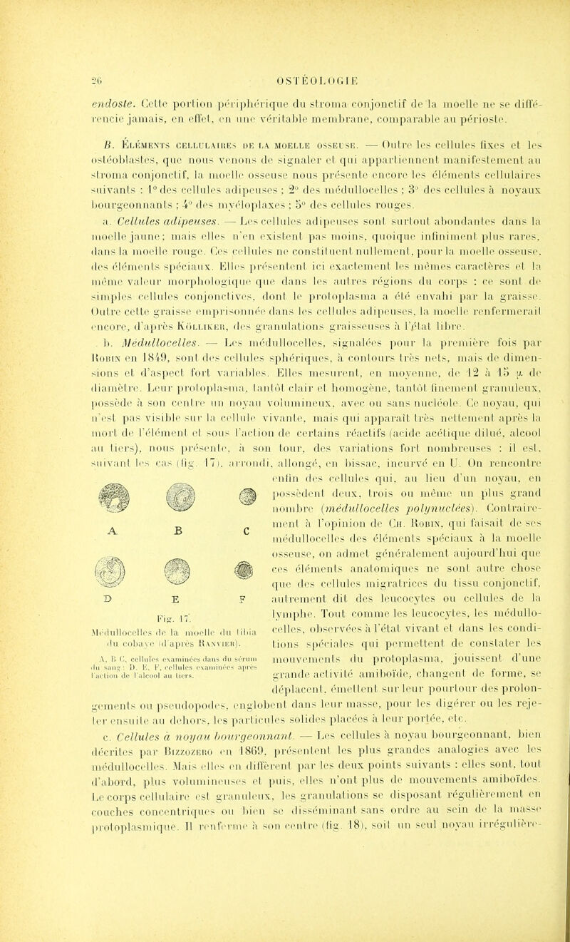 endoste. (lelte poitiuii p(M i|)]u''iiqiie du sli'Oiiia conjonclif de la inoelle ne se difle- renci(\ianiais. en l'tïcl. en nue vérilalde menibi'ane. comparable au périoste. B. Eliîments cellulaiues de la moelle ossELsiî. — Outre les cellules fixes et les ostéoblastes, que nous venons de signaler et qui appartiennent manifestement au stronia conjonctif, la moelle osseuse nous présente encore les éléments cellulaires suivants : l°des cellules adipeuses ; 2 des médullocelles ; 3'^ des cellules à noyaux bourgeonnants ; 4 des myéloplaxes ; 5° des cellules rouges. a. Cellules adipeuses. — Les cellules adipeuses sont surtout abondantes dans la moelle jaune ; mais elles n'en existent pas moins, quoique infiniment plus rares, dans la moelle rouge. Ces cellules ne constituent nullement, pour la moelle osseuse, des éléments spéciaux. Elles présentent ici exactement les mêmes caractères et la même valeur moi'pbologique que dans les autres régions du corps : ce sont de simples cellules conjonctives, dont le protoplasma a été envahi par la graisse. Oidre cette graisse emprisonnée dans b^s cellules adipeuses, la moelle renfermerai! encore, d'après Kolluceu, des granulations graisseuses à r,état libre. . b. Médullocelles. — Les médullocelles, signalées pour la pi'emière fois par lloBiN en 1849, sont des cellules sphcriques. à conlours très nets, mais de dimen- sions et d'aspect fort varial)les. Elles mesurent, en moyenne, de 12 à 15 u. de diamètre. Leur proloplasuin. laulôt clair et homogène, tantôt finement granuleux, possède à son cenlic nu noyau volumineux, avec ou sans nucléole. Ce noyau, qui n'est pas visible sur la cellide vivante, mais qui apparaît très nettement après la mort de l'élément et sous l'action de certains réactifs (acide acétique dilué, alcool au tiers), nous présente, à son tour, des variations fort nombreuses : il est, suivant les cas (fig. 17). arroiuli. allongé, en bissac, incurvé en U. On rencontre enfin des cellules qui. nu lieu dun noyau, en possèdent deux, trois ou même un plus grand nombre (médullocelles pohjnuclées). Conli'aire- uieid à l'opiuiiui de Ch. !{(iru\. (]ui l'aisail de ses médullocelles des éléments spéciaux à la moelle osseuse, on admet généralement aujourd'hui que ces éléments anatomiques ne sont autre chose que des cellules migratrices du tissu conjonctif, autrement dit des leucocytes ou cellules de la lymphe. Tout comme les leucocytes, les médullo- celles, oliservées à l'étal vivant et dans les condi- tions spéciales qui peruieltenl de conslaler les mouvemenis du proloplasma, jouissent d'une grande activité amiboïde, changent de forme, se déplacent, émettent sur leur pourlour des prolon- gements ou pseudopodes, englobent dans leur masse, pour les digérer ou les reje- ter ensuite au dehors, b^s particules solides placées h leur portée, etc. c. Cellules à noyau bourgeonnant. — Les cellules à noyau bourgeonnant, bien décrites par Bizzozeug eu I8()9. présentent les plus grandes analogies avec les médullocelles. Mais elles eu dillerent par les deux points suivants : elles sont, tout d'abord, plus volumineuses cl puis, elles n'ont plus de mouvements amiboïdes. Le corps cellulaire est granuleux, les granulations se disposant régulièrement en couches concentriques ou bien se disséminant sans ordre au sein de la masse ]iroloplasuiique. Il reurernu' a son ceuliv (lig. 18), soil un seul noyau ii'régidière- A B C D E Fifr. 17'. Mim1u11occ1Ii\'^ (lo la inoellr <la liliia ihi eobayi^ di aprés Ranviek). A, \\ ('. oclliili'- cxaïiiinûcs dans du sri'iiin rlii -an? -, il. V,, I', rclliilps o\amiin'ps apri's rucUoii do l alciiol au Uci'S.