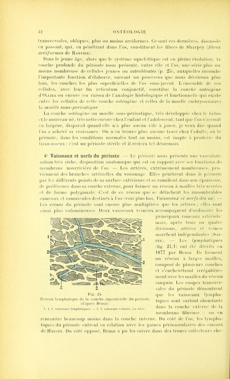 transversales, obliques, plus ou moins arciformes. Ce sont ces dernières, disons-le en passant, qui, en pénétrant dans l'os, constituent les fibres de Sharpey [fibres arciformes de Ranvier). Dans le jeune âge, alors que le système squelettique est en pleine évolulion. la couche profonde du périoste nous présente, entre elle et l'os, une série plus ou moins nombreuse de cellules jeunes ou ostéoblastes (p. 23), auxquelles incombe l'importante fonction d'élaborer, suivani un processus que nous décrirons plus loin, les couches les plus superficielles de l'os sous-jacent. L'ensemble de ces cellules, avec leur fin reiiculum conjonctif, constitue la couche ostéogène d'OLLiEu ou encore (en raison de l'analogie histologique et fonctionnelle qui existe entre les cellules de celte couche ostéogène et celles de la moelle embryonnaire) la moelle sotcs-périoslique. La couche ostéogène ou moelle sous-périostique, très développée chez le tuMus et le nouveau-né, très nette encore chez l'enfant et l'adolescent, tant que l'os s'accroit (m largeur, disparaît quand elle n'a plus aucun rùle à jouer, je veux dire quand l'os a achevé sa croissance. On n'en trouve plus aucune trace chez l'adulte, oii le périoste, dans les conditions normales tout au moins, est inapte à produire du lissu osseux : c'est un périoste stérile et il restera tel désormais. 4 'Vaisseaux et nerfs du périoste. — Le périoste nous présente une vasculari- sation très riche, disposition anatomique qui est en rapport avec ses fonclious de membrane nourricière de l'os. — Les arlêres, extrêmement nombreuses, pro- viennent des branches artérielles du voisinage. Elles pénètrent dans le périoste par les différents points de sa surface extérieure et se ramihent dans son épaisseui-, de préférence dans sa couche externe, pour former un réseau à mailles ti'ès serrées et de forme polygonale. C'est de ce réseau que se détachent les innombrables l'ameaux et ramuscules destinés à l'os (voii' plus bas, Vaisseaux et nerfs des os). — Les veines du périoste sont encore plus multipliées que les artères ; elles sont iiussi plus volumineuses. Deux vaisseaux veineux accompagnent d'ordinaire les principaux rameaux artériels: mais, après Irois ou quatn^ divisions, artères cl veines marchent indépendanlcs (S.\r- PEY). — Les lymphatiques (lig. 24.1) ont été décrits en 1877 par Budge. Ils forment un réseau k larges mailles, composé de plusieurs couches et s'enchevètrani, irrégulière- ment avec les mailles du réseau sanguin. Les coupes transver- sales du périoste démontrent (|ui' les vaisseaux lympha- tiques sont surtout abondants dans la couche externe d(> la membrane fibreuse : on en rencontre beaucoup moins dans la couche interne. Du côté de l'os, les lympha- tiques du périoste entrent en relation avec les gaines périvasculaires des canaux de Havers. Du cùt('' opposé, Budge a pu les suivre dans des troncs collecteurs che- Fig. 24. fic'scau lyiiiplialique de la couche supcrlicirlle du pi-i-ioslc (d'après Budge). I. 1,1, vaisseaux lyni|)liali(|ues. — 2, 2, vaisseaux veineux (en hkii).