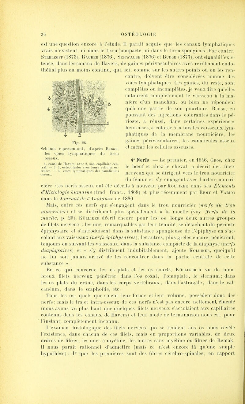 est une question encore à l'étude. Il paraît acquis que les canaux lymphatiques vrais n'existent, ni dans le tissu [compacte, ni dans le tissu spongieux. Par contre. Strelzoff (1873;, R.\uber (1876j, Schwalbe (1876) et Budge (1877), ont signalé l'exis- tence, dans les canaux de Ha vers, de gaines périvasculaires avec revêtement endo- Ihélial plus ou moins continu, qui, ici, comme sur les autres points où on les ren- contre, doivent être considérées comme des voies Ij'mphatique.s. Ces gaiaes, du reste, sont complètes ou incomplètes, je veuxdire qu'elles entourent complètement le vaisseau à la ma- nière d'un manchon, ou hien ne répondent qu'à une partie de son pourtour. Budge, en poussant des injections colorantes dans le pé- rioste, a réussi, dans certaines expériences heureuses, à colorer à la fois les vaisseaux lym- phatiques de la membrane nourricière, les gaines périvasculaires, les canalicules osseux et même les cellules osseuses. 4 Nerfs. — Le premier, en 1846, Gros, chez le bœuf et chez le cheval, a décrit des filets nerveux qui se dirigent vers le trou nourricier du fémur et s'y engagent avec l'artère nourri- cière. Ces nerfs osseux ont été décrits à nouveau parKôLLiKER dans ses Éléments dHistologie humaine (trad. franc, 1868) et plus récemment par IIemy et Variot dans le Journal de VAnatomie de 1880. Mais, outre ces nerfs qui s'engagent dans le trou nourricier {nerfs du trou nourricier) et se distribuent plus spécialement à la moelle (voy. Nerfs de la moelle, p. 29), Kolliker déciit encore pour les os longs deux autres groupes de filets nerveux : les uns, remarquables par leur ténuité, se détachent du périoste épiphysaire et s'introduisent dans la substance spongieuse de l'épiphyse en s'ac- colant aux vaisseaux (nerfs épiphysaires) ; les autres, plus grêles encore, pénètrent, toujours en suivant les vaisseaux, dans la substance compacte de la diaphyse [nerfs diaphysaires) et « s'y distribuent indubitablement, ajoute Kolliker, quoiqu'il ne lui soit jamais arrivé de les rencontrer dans la partie centrale de cette substance ». En ce qui concerne les os plats et les os courts, Kolliker a vu de nom- breux filets nerveux pénétrer dans l'os coxal, l'omoplate, le sternum ; dans les os plats du crâne, dans les corps vertébraux, dans l'astragale, dans le cal- canéum, dans le scaphoïde, etc. Tous les os, quels que soient leur forme et leur volume, possèdent donc des nerfs ; mais le trajet intra-osseux de ces nerfs n'est pas encore nettement élucidé (nous avons vu plus haut que quelques filets nerveux s'accolaient aux capillaires contenus dans les canaux de Havers) et leur mode de terminaison nous est, pour l'instant, complètement inconnu. L'examen histologiquc des filets nerveux qui se rendent aux os nous révèle l'existence, dans chacun de ces filets, mais en proportions variables, de deux ordres de libres, les unes à myéline, les autres sans myéline ou fibres de Remak. Il nous paraît rationnel d'admettre (mais ce n'est encore là qu'une simple hypothèse) : 1° que les premières sont des fibres cérébro-spinales, en rapport 1 N Fig. 2fl. Schéma représentant, d'après Budge, les voies lymphatiques du tissu osseux. 1, canal de Havers, avec 2, son capillaire cen- tral. — 3, 3, osléoplasles avec leurs cellules os- seuses. — 4, voies Ivnjphaliques des canalicules osseux.
