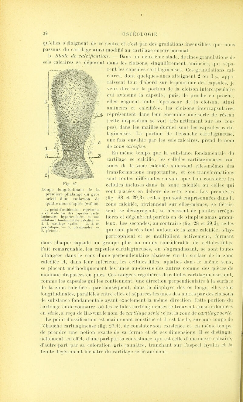 qu'elles s'éloignent de ce centre et c'est par des gradations insensibles qu(- nous passons du cartilage ainsi modifié au cartilage encore normal. b. Stade de calcification. — Dans un deuxième stade, de fines granulations d(' sels calcaires se déposent dans les cloisons, singulièrement amincies, qui sépa- rent les capsules cartilagineuses. Ces granulations cal- caires, dont quelques-unes atteignent 2 ou 3 [j., appa- raissent tout d'abord sur le pourtour des capsules, je veux dire sur la portion de la cloison intercapsulaire qui avoisinc la capsule ; puis, de proche en proche, elles gagnent toute l'épaisseur de la cloison. Ainsi amincies et calcifiées, les cloisons intercapsulaires représentent dans leur ensemble une sorte de réseau (cette disposition se voit très nettement sur les cou- pes), dans les mailles duquel sont les capsules carti- lagineuses. La portion de l'ébauche cartilagineuse, une fois envahie par les sels calcaires, prend le nom de zone calcifiée. En même temps que la substance fondamentale du cartilage se calcifié, les cellules cartilagineuses voi- sines de la zone calcifiée subissent elles-mêmes des Iransfoimations importantes, et ces transformations sont toutes dilîérentes suivant que l'on considère les cellules incluses dans la zone calcifiée ou celles qui sont placées en dehors de cette zone. Les premières (flg. 28 et 29,3), celles qui sont emprisonnées dans la zone calcifiée, reviennent sur elles-mêmes, se flétris- sent, se désagrègent, se hérissent de pointes irrégu- lières et dégénèrent parfois en de simples amas granu- leux. Les secondes, au contraire (fig. 28 et 29,2), celles qui sont placées tout autour de la zone calcifiée, s'hy- pertrophient et se multiplient activement, formant dans chaque capsule un groupe plus ou moins considérable de cellules-filles. Fait remarquable, les capsules cartilagineuses, en s'agrandissant, se sont toutes allongées dans le sens d'une perpendiculaire abaissée sur la surface de la zone calcifiée et, dans leur intérieur, les cellules-filles, aplaties dans le même sens, se placent méthodiquement les unes au-dessus des auti'es coninic des pièces de monnaie disposées en piles. Ces rangées régulières de cellules cartilagineuses ont, comme les capsules qui les contiennent, \me direction perpendiculaire h la surface de la zone calcifiée : par conséquent, dans la diaphyse des os longs, elles sont longitudinales, parallèles entre elles et séparées les unes des autres par des cloisons de substance fondamentale ayant exactement la même direction. Cette portion du cartilage embryonnaire, oii les cellules cartilagineuses se trouvent ainsi ordonnées en série, a reçu de R.xnvier le nom de cartilage sérié : c'est la zone de cartilage sérié. Le point d'ossification est maintenant constitué et il est facile, sur une coupe de l'ébauche cartilagineuse (fig. 27,i), de constater son existence et, en même temps, de prendre une notion exacte de sa forme et de ses dimensions. Il se distingue nettement, en effet, d'une part par sa consistance, qui est celle d'une masse calcaire, d'autre part par sa coloration gris jaunâtre, tranchant sur l'aspect hyalin et la teinte Icçrèrement bleuâtre du cartilage sérié ambiant. Fig. 27. Coupe longitudinale de la preiuièrc plialange du gros orteil d'un embryon de quatre mois d'après (stôhr). 1, point d'ossilicaliou, repré-senU' à ce stade par des capsules carti- lagineuses hypertrophiées et une substance fondamcnlale calcifiée- — 2, 2, cartilage hyalin. — 3, 3, os périostique. — i, périchondre. — :i, périoste.