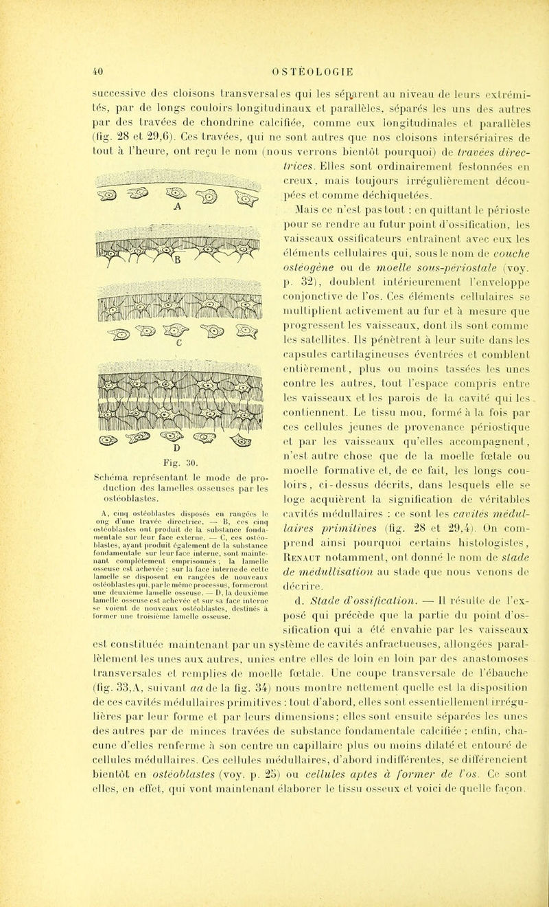 successive des cloisons transversales qui les séftarent au niveau de leurs extrémi- tés, par de longs couloirs longitudinaux et parallèles, séparés les uns des autres par des travées de chondrine calcifiée, comme eux longitudinales et parallèles (fig. 28 et 29,6). Ces travées, qui ne sont autres que nos cloisons intersériaires de tout à l'heure, ont reçu le nom (nous verrons bientôt pourquoi) de travées direc- trices. Elles sont ordinairement festonnées en creux, mais toujours irrégulièrement décou- pées et comme déchiquetées. Mais ce n'est pas tout : en quittant le périoste pour se rendre au futur point d'ossification, les vaisseaux ossificateurs entraînent avec eux les éléments cellulaires qui, sous le nom de couche ostéogène ou de moelle sous-périostale (voy. p. 32), doublent intérieurement l'enveloppe conjonctive de l'os. Ces éléments cellulaires se multiplient activement au fur et à mesure que progressent les vaisseaux, dont ils sont comme les satellites. Ils pénètrent à leur suite dans les capsules cartilagineuses éventrées et comblent entièrement, plus ou moins tassées les unes contre les autres, tout l'espace compris entre les vaisseaux et les parois de la cavité qui les contiennent. Le tissu mou, formé à la fois par ces cellules jeunes de provenance périostique et par les vaisseaux qu'elles accompagnent, n'est autre chose que de la moelle fœtale ou moelle formative et, de ce fait, les longs cou- loirs, ci-dessus décrits, dans lesquels elle se loge acquièrent la signification de véritables cavités médullaires : ce sont les cavités médul- laires primitives (fig. 28 et 29,4). On com- prend ainsi pourquoi certains histologistes, Ren.vut notamment, on! donné le nom de stade de médullisation au stade que nous venons de décrire. d. Stade d'ossification. — 11 résulte de l'ex- posé qui précède que la partie du point d'os- sification qui a été envahie par les vaisseaux est constituée maintenant par un système de cavités anfractueuses, allongées paral- lèlement les unes aux autres, unies entre elles de loin en loin par des anastomoses transversales et remplies de moelle fœtale. Une coupe transversale de l'ébauche (fig. 33,A, suivant aade la fig. 34) nous montre nettement quelle est la disposition de ces cavités médullaires piimitives : tout d'abord, elles sont essentiellement irrégu- lières par leur forme et par leurs dimensions; elles sont ensuite séparées les unes des autres par de minces travées de substance fondamentale calcifiée ; enfin, cha- cune d'elles renferme à son centre un capillaire plus ou moins dilaté et entouré de cellules médullaires. Ces cellules médullaires, d'abord indillérentes, se différencient bientôt en ostéoblastes (voy. p. 25) ou cellules aptes à former de l'os. Ce sont elles, en effet, qui vont maintenant élaborer le tissu osseux et voici de quelle façon. Schéma représentant le mode de pro- iluclion des lamelles osseuses par les ostéoblastes. A, cinq osléoljlaslcs disposés en rangées lo oïii^ d'une travée directrice. —■ B, ces cinq ostéoblastes ont produit de la substance fonda- mentale sur leur face externe. — C, ces ostéo- l)lastes, ayant produit également de la substance fondamentale sur leur face interne, sont mainte- nant complètement emprisonnés ; la lamelle osseuse est achevée ; sur la face interne de celte lamelle se disposent eu rangées de nouveaux ostéoblastes (jui, parle même processus, formeront une deuxième lamelle osseuse. — D, la deuxième lamelle osseuse est achevée et sur sa face interne se voient de nouveaux ostéoblastes, destinés à former une troisième lamelle osseuse.
