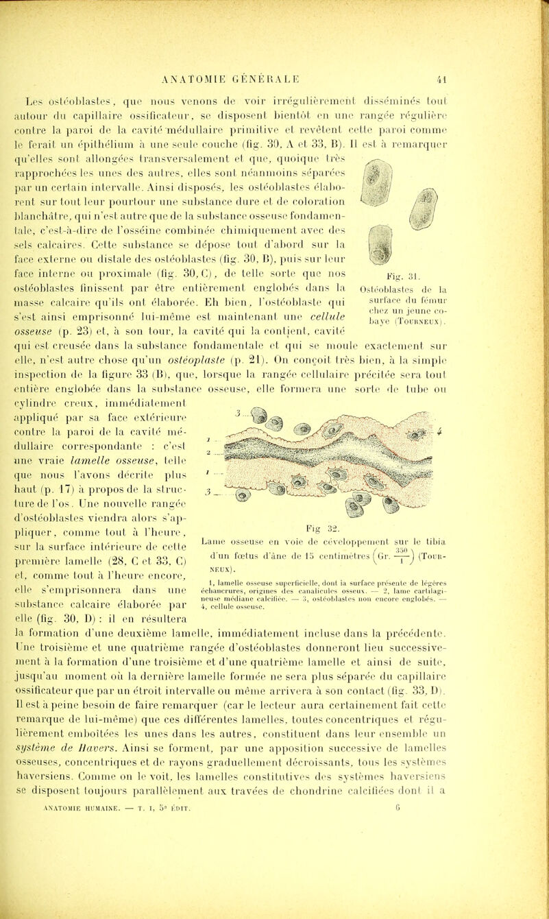 Ni Il est à remarquer 31. Ostéoblastes do la surface du fémur clirz un jeune eo- bave (TouuNEUX). Les ostéoblastes, que nous venons de voir irrégulièrement disse'mincs tout autour du capillaire ossiflcateur, se disposent bientôt en une rangée régulière contre la paroi d(^ la cavité médullaire primitive et revêtent cette paroi comme le ferait un ('pitliélium à une seule couclie (fig. 30, A et 33, B). qu'elles sont allongées transversalement et que, quoique très ï'approchées les unes des autres, elles sont néanmoins séparées par un certain intervalle. Ainsi disposés, les oslé'oblasles élabo- r(>nt sur tout leur pourtour une substance dure et de coloration blanchâtre, qui n'est autre que de la substance osseuse fondamen- hile, c'est-à-dire de l'osséine combiné(? chimiqiuMnent avec des sels calcaires. Cette substance se dépose tout d'abord sur la face externe ou distale des ostéoblastes (fig. 30, B), puis sur leur face interne ou proximale (fig. 30, C), de telle sorte que nos ostéoblastes finissent par être entièrement englobés dans la masse calcaire qu'ils ont élaborée. Eh bien, l'ostéoblaste qui s'est ainsi emprisonné lui-même est maintenant une cellule osseuse (p. 23) et, à son tour, la cavité qui la conlieni, cavité qui est creusée dans la substance fondamentale et qui se moule exactement sur elle, n'est autre chose qu'un osléoplasle (p. 21). On conçoit très bien, à la simple inspection de la figure 33 (B), que, lorsque la rangée cellulaire précitée sera tout entière englobée dans la substance osseuse, elle formera une sorte de tube ou cylindre creux, immédiatement appliqué par sa face extérieure contre la paroi de la cavité mé- iluUaire cori'espondant(^ : c'est une vraie lamelle osseuse, ti'lb' que nous l'avons décrite plus haut (p. 17) à propos de la struc- ture de l'os. Une nouvelle rangée d'ostéoblastes viendra alors s'ap- pliquer , comme tout à l'heure, sur la surface intérieure de cette première lamelle (28, C et 33, C) et, comme tout h l'heure encore, <'lli' s'empiisonnera dans une substance calcaire élaborée par elle (fig. 30, D) : il en résultera la formation d'une deuxième lamelle, immédiatement incluse dans la précédente. Une troisième et une quatrième rangée d'ostéoblastes donneront lieu successive- ment à la formation d'une troisième et d'une quatrième lamelle et ainsi de suite, jusqu'au moment où la dernière lamelle formée ne sera plus séparée du capillaire ossiflcateur que par un étroit intervalle ou même arrivera à son contact (fig. 33, D). 11 est à peine besoin de faire remarquer (car le lecteur aura certainement fait cette remarque de lui-même) que ces différentes lamelles, toutes concentriques et régu- lièrement emboîtées les unes dans les autres, constituent dans leur ensemble un si/stè)7ie de Jkivers. Ainsi se forment, par une apposition successive de lamelles osseuses, concentriques et de rayons graduellement décroissants, tous les systèmes haversiens. Comme on le voit, les lamelles constitutives des systèmes haversiens se disposent toujours parallèlement aux travées de chondrine calcifiées dont il a -V.NATOMIE HUM.MNE. — T. 1, 5 KDIT. G 3 le tibia I {Touii- Fig 32. Lame osseuse en voie de céveloppenient sur d'un fœtus d'àne de 15 ceiiUmètres ^Gr. NEU.\). 1, lamelle osseuse suiicrficielle, dont la surface présente de légères écliancrures, origines des canalicules osseux. — 2, lame carlilagi- neuse médiane calciliée. — 3, ostéoblastes non encore enfilobés. — 4, cellule osseuse.