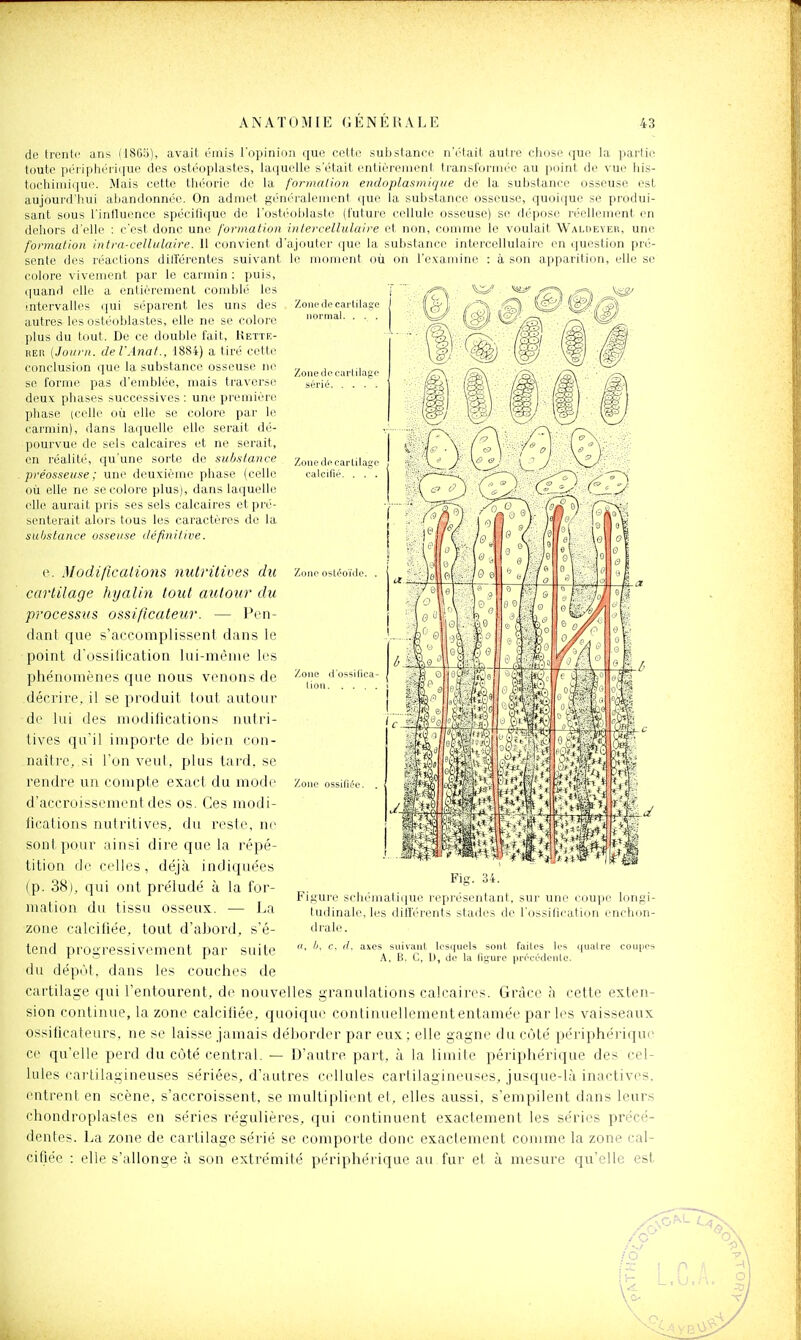 Zoiiedecai-tilage normal. . ■ . Zonedocarlilago sérié Zone de cartilage calcifié. . . . Zone ostéoïde de trente ans (186S>), avait émis l'opinion que cette substance n'était autre cliose que la partie toute pé^riphérique des ostéoplastes, laquelle s'était entièrement, transformée au point de vue his- tochimiqui'. Mais cette théorie de la formation endoplasmique do la substance osseuse est aujourd'hui aijandonnée. On admet généralement que la substance osseuse, quoique se produi- sant si-ius l'intluence spécifique de l'ostéobiaste (future cellule osseuse) se dépose réellement en dehors d'elle : c'est donc une formation in ter cellulaire et non, comme le voulait Waldeyer, une formation intra-cellulaire. 11 convient d'ajouter que la substance intercellulaire en question pré- sente des réactions différentes suivant le momcTif où on l'examine : à son apparition, elle se colore vivement par le carmin : puis, (|uand elle a entièrement comblé les mtervalles qui séparent les uns des autres les ostéoblastes, elle ne se colore ]ilus du tout. De ce double fait, Kettk- HER (Joiirn. deVAnat., 1884) a tiré cette conclusion que la substance osseuse ne se forme pas d'emblée, mais traverse deux phases successives : une première phase (celle où elle se colore par le carmin), dans laquelle elle serait dé- pourvue de sels calcaires et ne serait, en réalité, qu'une sorte de suljstance préosseuse; une deuxième phase (celle où elle ne se colore plus), dans laquelle elle aurait pris ses sels calcaires et pré- senterait alors tous les caractères de la suljstance osseuse définitive. e. Modifie al ions nutritives du cartilage hyalin tout autour du processus ossiflcateur. — Pen- dant que s'accomplissent dans le point d'ossification lui-même les phénomènes que nous venons de décrire, il se produit tout autour de lui des modilications nutri- tives qu'il importe di^ bien con- naître, si l'on veut, plus tard, se rendre un compte exact du mode d'accroissement des os. Ces modi- fications nutritives, du reste, ne sont pour ainsi dire que la répé- tition de celles, déjà indiquées (p. 38), qui ont préludé à la for- mation du tissu osseux. — La zone calcifiée, tout d'abord, s'é- tend progressivement par suite du dépôt, dans les couches de cartilage qui l'entourent, de nouvelles granulations calcaires. Grâce à cette exten- sion continue, la zone calciliée, quoique continuellemententamée par les vaisseaux ossifîcateurs, ne se laisse jamais déborder par eux ; elle gagne du côté périphérique ce qu'elle perd du côté central, — D'autre part, à la limite périphérique des cel- lules cartilagineuses sériées, d'autres cellules cartilagineuses, jusque-là inactives, entrent en scène, s'accroissent, se multiplient et, elles aussi, s'empilent dans leurs chondroplasies en séries régulières, qui continuent exactement les séries précé- dentes. La zone de cartilage sérié se comporte donc exactement comme la zone cal- citiée : elle s'allonge à son extrémité périphérique au fur et à mesure qu'elle est Zone ossifié Zone d'ossifica I ion Figure schi'malii|ue représentant, sur une coupi' longi- tudinale, les différents stadc's de l'ossification enchon- drale. a, /j, c, if. axes suivant iesquels sont faites tes quatre coupes A, B. C, 1), de la figure précédente.