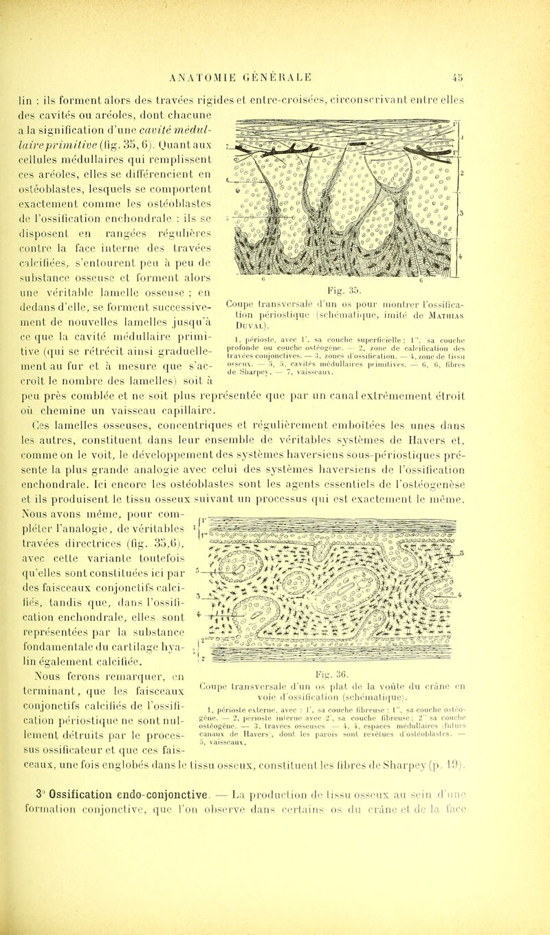 Fig. 3j. Coupe transversale d'un os pour montrer l'ossifiea- tion périostique {seliémati(iuo, imité de Mathias DUVAI.). 1, pi^rioste, avec 1', sa couclie su|jei'fioiclle ; 1'. sa couche profonde ou couclie osl.éoo;ène. — 2, zone de calcificalion des travées conjonclives. — 3, zones d'ossification. — 4, zone de tissu OfscuK. — 3, ), cavités médullaires piiniitives. — G, G, fibres de Sliarpey. — 7, vaisseaux. lin : ils forment alors des travées rigides et entre-croisëes, circonscrivant entre elles des cavités ou aréoles, dont chacune a la signification d'une cavité médul- laire primitive (fig. 35,6). (Juant aux cellules médullaires qui remplissent ces aréoles, elles se dilférencient en ostéoblastes, lesquels se comportent exactement comme les ostéoblastes de l'ossification enchondrale : ils se disposent en rangées régulières contre la face interne des travées calcifiées, s'entourent peu à peu de substance osseuse et forment alors une véritable lamelle osseuse ; en dedans d'elle, se forment successive- ment de nouvelles lamelles jusqu'à ce que la cavité médullaire primi- tive (qui se rétrécit ainsi graduelle- ment au fur et à mesure que sac- croit le nombre des lamelles) soit à peu près comblée et ne soit plus représentée que par un canal extrêmement étroit où chemine un vaisseau capillaire. (les lamelles osseuses, concentriques et régulièrement emboîtées les unes dans les autres, constituent dans leur ensemble de véritables systèmes de Havers et, comme on le voit, le développement des systèmes haversiens sous-périostiques pré- sente la plus grande analogie avec celui des systèmes haversiens de l'ossification enchondrale. Ici encore les ostéoblastes sont les agents essentiels de l'ostéogcnèse et ils produisent le tissu osseux suivant un processus qui est exactement le même. Nous avons même, pour com- pléter l'analogie, de véritables travées directrices (fig. 3o,6j, avec cette variante toutefois qu'elles sont constituées ici par des faisceaux conjonctifs calci- fiés, tandis que, dans l'ossifi- cation enchondrale, elles sont représentées par la substance fondamentale du cartilage hya- lin également calcifiée. Nous ferons remarquer, en terminant, que les faisceaux conjonctifs calcifiés de l'ossifi- cation périostique ne sont nul- lement détruits par le proces- sus ossificateur et que ces fais- ceaux, une fois englobés dans le tissu osseux, constituent les libres de Sharpey (p. 19). Fip. 36. Coupe transversale d'un os plat de la voûte du crâne en voie d'ossification (schématique). 1. périoste externe, avec : 1', sa couche fibreuse ; l, sa couche ostéo- gène. — 2, périoste iiilernc avec 2', sa couche fibreuse; 2 sa couche ostéogène. — 3, travées osseuses — 4, 4, espaces médullaires il'ulurs canaux de Havers', dont les parois sont rcvèlucs d'osléoblasles. — 0, vaisseaux. 3^ Ossification endo-conjonctive. — La protluclion de tissu osseux au sein d'une formalioii conjonclivi', que l'on observe dans certains os du crâne et de la face