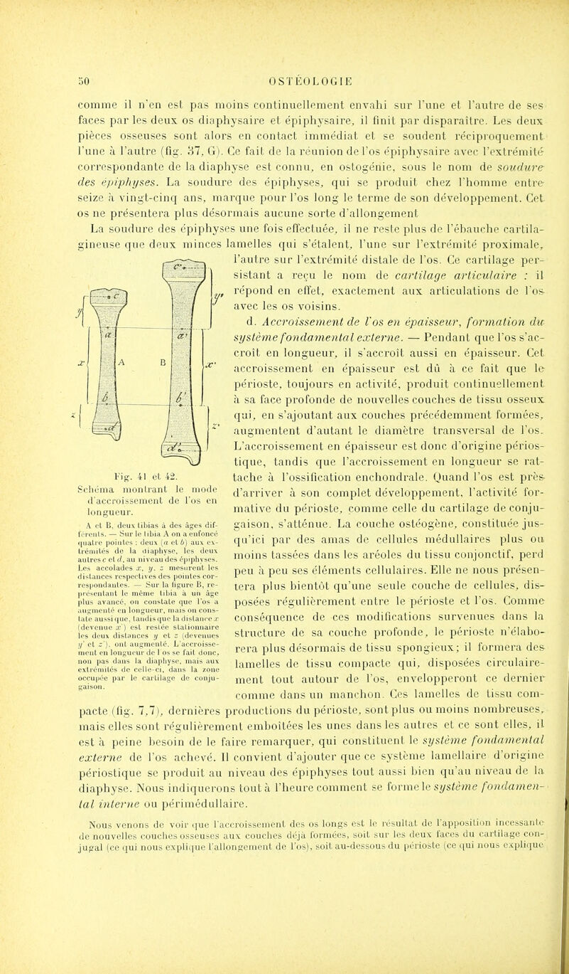 comme il n'en est pas moins continuellement envahi sur l'une et l'autre de ses faces par les deux os diaphysaire et épiphysaire, il finit par disparaître. Les deux pièces osseuses sont alors en contact immédiat et se soudent réciproquement l'une à l'autre (fig. '61, G). Ce fait de la réunion de l'os épiphysaire avec l'extrémité correspondante de la diaphyse est connu, en ostogénie, sous le nom de soudure des épiphyses. La soudure des épiphyses, qui se produit chez l'homme entre seize h vingt-cinq ans, marque pour l'os long le terme de son développement. Cet os ne présentera plus désormais aucune sorte d'allongement La soudure des épiphyses une fois effectuée, il ne resle plus de l'ébauche cartila- gineuse que deux minces lamelles qui s'étalent, l'une sur l'extrémité proximale, l'autre sur l'extrémité distale de l'os. Ce cartilage per- sistant a reçu le nom de cartilage articulaire : il répond en effet, exactement aux articulations de l os- avec les os voisins. d. Accroissement de l'os en épaisseur, forynation du système fondamental externe. — Pendant que l'os s'ac- croît en longueur, il s'accroît aussi en épaisseur. Cet accroissement en épaisseur est dû à ce fait que le périoste, toujours en activité, produit continuellement à sa face profonde de nouvelles couches de tissu osseux qui, en s'ajoutant aux couches précédemment formées, augmentent d'autant le diamètre transversal de l'os. L'accroissement en épaisseur est donc d'origine périos- tique, tandis que l'accroissement en longueur se rat- tache à l'ossification enchondrale. Quand l'os est près- d'arriver à son complet développement, l'activité for- mative du périoste, comme celle du cartilage de conju- gaison, s'atténue. La couche ostéogène, constituée jus- qu'ici par des amas de cellules médullaires plus ou moins tassées dans les aréoles du tissu conjonctif, perd peu à peu ses éléments cellulaires. Elle ne nous présen- tera plus bientôt qu'une seule couche de cellules, dis- posées régulièrement entre le périoste et l'os. Comme conséquence de ces modifications survenues dans la structure de sa couche profonde, le périoste n'élabo- rera plus désormais de tissu spongieux; il formera de& lamelles de tissu compacte qui, disposées circulaire- ment tout autour de l'os, envelopperont ce dernier comme dans un manchon. Ces lamelles de tissu com- pacte (fig. 7,7), dernières productions du périoste, sont plus ou moins nombreuses, mais elles sont régulièrement emboîtées les nnes dans les autres et ce sont elles, il est à peine besoin de le faire remarquer, qui constituent le système fondamental externe de l'os achevé. Il convient d'ajouter que ce systèiue lamellaire d'origine périostique se produit au niveau des épiphyses tout aussi bien qu'au niveau de la diaphyse. Nous indiquerons tout à l'heure comment se îovmalQ système fondamen- tal interne ou périmédullaire. Nous venons de voir que l'accroissement des os longs est le résultat, de l'apposition incessante de nouvelles couches osseuses aux couches déjà formées, soit sur les deux faces du cartilage con- jugal (ce qui nous explique l'allongement de l'os), soit au-dessous du périoste (ce qui nous explique Fig. 41 et 42. Schéma montrant le mode d'accroissement de l'os en longueur. A cl B, deux tibias à des âges dif- l'oronls. — Siu' le libia A on a enfoncé (juatre pointes : deux [a Qib) aux ex- ti'éinilés de la iliapliyse, les deux autres c el(/. au niveau des épiphyses. Les accolades x, y. z mesurent les dislances respectives des pointes cor- respondantes. — Sur la ligure B, re- prcsenlanl le même libia à un âge plus avancé, on conslale que l'os a augmenlé en longueur, mais on cons- lale aussique, landisquc ladislauce.r (devenue x') esl resiée slalionnaire les deux distances y el : (devenues I/' cl z'). onl augmenté. Jj'accroisse- mcnt en longueur de 1 os se fait donc, non pas dans la diaphyse, mais aux extrémités de celle-ci, dans la zone occupée par le caiLilage de conju- gaison.