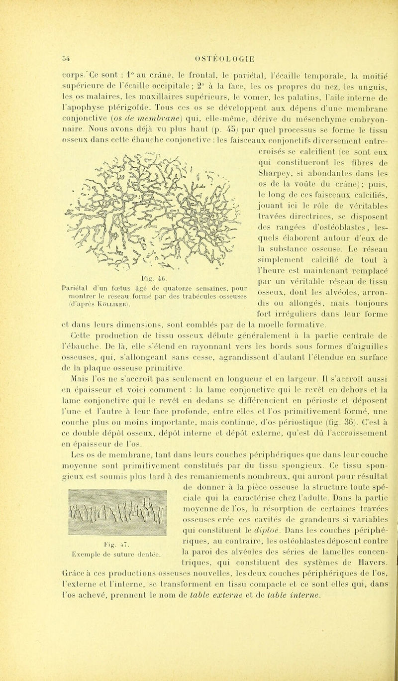 Fig. 4(i. Pai'iétal d'un fœtus âgé de quatorze semaines, pour montrer le réseau formé par des trabécules osseuses (d'après KollikerI. corps.'Ce sont : 1° au crâne, le frontal, le pariétal, l'écaillé temporale, la moitié supérieure de l'écaillé occipitale; 2 à la face, les os propres du nez, les unguis, les os malaires, les maxillaires supérieurs, le vomer, les palatins, l'aile interne de l'apophyse ptérigoïde. Tous ces os se développent aux dépens d'une membrane conjonctive (os de membrane) qui, elle-même, dérive du mésenchyme embryon- naire. Nous avons déjà vu plus haut (p. 45; par quel processus se forme le tissu osseux dans cette ébauche conjonctive : les faisceaux conjonctifs diversement entre- croisés se calcifient (ce sont eux qui constitueront les fibres de Sharpey, si abondantes dans les os de la voûte du crâne) ; puis, le long de ces faisceaux calcifiés, jouant ici le rôle de véritables travées directrices, se disposent des rangées d'ostéoblastes, les- quels élaborent autour d'eux de la substance osseuse. Le réseau simplement calcifié de tout h l'heure est maintenant remplacé par un véritable réseau de tissu osseux, dont les alvéoles, arron- dis ou allongés, mais toujours fort irréguliers dans leur forme et dans leurs dimensions, sont comblés par de la moelle formative. Cette production de tissu osseux débute généralement à la partie centrale de l'ébauche. De là, elle s'étend en rayonnant vers les bords sous formes d'aiguilles osseuses, qui, s'allongeant sans cesse, agi'andissent d'autant l'étendue en surface de la plaque osseuse primitive. Mais l'os ne s'accroît pas seulement en longueur et en largeur. Il s'accroît aussi en épaisseur et voici comment : la lame conjonctive qui le revêt en dehors et la lame conjonctive qui le revêt en dedans se dilférencient en périoste et déposent l'une cl l'aiili-e à leur face profonde, entre elles et fos primitivement formé, une couche plus ou moins importante, mais continue, d'os périostique (fig. 36). C'est à ce double dépôt osseux, dépôt interne et dépôt externe, qu'est dù l'accroissement en épaisseur de l'os. Les os de membrane, tant dans leurs couches périphériques que dans leur couche moyenne sont primitivement constitués par du tissu spongieux. Ce tissu spon- gieux est siuiniis ]iliis tard à des remaniements nombreux, qui auront pour résultat ^ _ ^ de donner à la pièce osseuse la structure toute spé- ciale qui la caractérise chez l'adulte. Dans la partie moyenne de l'os, la résorption de certaines travées osseuses crée ces cavités de grandeurs si variables i qui constituent le dijiloé. Dans les couches périphé- riques, au contraire, les ostéoblasles déposent contre ■niée. ^'^ paroi des alvéoles des séries de lamelles concen- triques, qui constiLuenL des systèmes de Havers. Grâce à ces productions osseuses nouvelles, les deux couches périphériques de l'os, l'externe et l'interne, se transforment en tissu compacte et ce sont elles qui, dans l'os achevé, prennent le nom de table externe et de table interne. Fig-. +7. Exemple de sulun