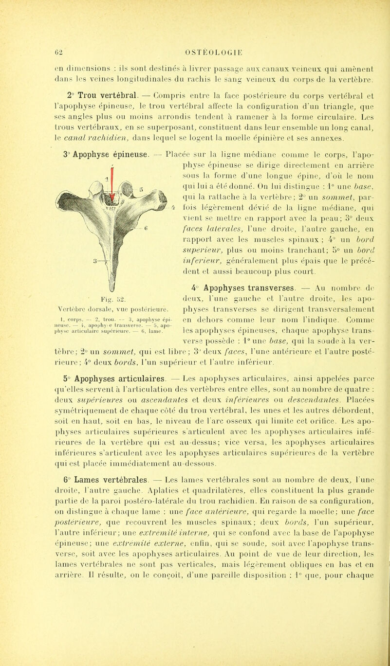 en dimensions : ils sont destinés à livrer passage aux canaux veineux qui amènent dans les veines longitudinales du rachis le sang veineux du corps de la vertèbre. 2° Trou vertébral. — Compris entre la face postérieure du corps vertébral et l'apophyse épineuse, le trou vertébral affecte la configuration d'un triangle, que ses angles plus ou moins arrondis tendent à ramener à la forme circulaire. Les trous vertébraux, en se superposant, constituent dans leur ensemble un long canal, le canal rachidien, dans lequel se logent la moelle épinière et ses annexes. 3° Apophyse épineuse. Placée sur la ligne médiane comme le corps, l'apo- physe épineuse se dirige directement en arrière sous la forme d'une longue épine, d'où le nom qui lui a été donné. On lui distingue : 1° une base, qui la rattache à la vertèbre; 2 un sommet, par- fois légèrement dévié de la ligne médiane, qui vient se mettre en rapport avec la peau; 3° deux faces latérales, l'une droite, l'autre gauche, en rapport avec les muscles spinaux ; 4° un bord supérieur, plus ou moins tranchant; 5° un bord inférieur, généralement plus épais que le précé- dent et aussi beaucoup plus court. Fig. b2. Vertèbre dorsale, vue postérieure. 1, corps. — 2, trou. — 3, apophyse épi neuse. — 4, apo[llly^e traasverse. — 5, apo- physe articulaire supérieure. — G, lame. 4 Apophyses transverses. — Au nombre de deux, l'une gauche et l'autre droite, les apo- physes transverses se dirigent transversalement en dehors comme leur nom l'indique. Comme les apophyses épineuses, chaque apophyse trans- verse possède : i° une base, qui la soude à la ver- tèbre; 2 un sommet, qui est libre ; 3 deux faces^ l'une antérieure et l'autre posté- rieure; 4 deux 6o?a's, l'un supérioui' et l'autre inférieur. ^ Apophyses articulaires. — Les apophyses articulaires, ainsi appelées parce qu'elles servent à l'articulation des vertèbres entre elles, sont au nombre de quatre : deux supérieures ou ascendantes et deux inférieures ou descendantes. Placées symétriquement de chaque côté du trou vertébral, les unes et les autres débordent, soit en haut, soit en bas, le niveau de l'arc osseux qui limite cet orifice. Les apo- physes articulaires supérieures s'articulent avec les apophyses articulaires infé- rieures de la vertèbre qui est au-dessus; vice versa, les apophyses articulaires inférieures s'articulent avec les apophyses articulaires supérieures de la vertèbre qui est placée immédiatement au-dessous. 6 Lames vertébrales. — Les lames vertébrales sont au nombre de deux, l'une droite, l'autre gauche. Aplaties et quadrilatères, elles constituent la plus grande partie do la paroi postéro-latérale du trou rachidien. En raison de sa configuration, on distingue à chaque lame : une face antérieure, qui regarde la moelle; une face postérieure, que recouvrent les muscles spinaux; deux bords, l'un supérieur, l'autre inférieur; une extrémité interne, qui se confond avec la base de l'apophyse épineuse; une extrémité externe, enfin, qui se soude, soit avec l'apophyse trans- verse, soit avec les apophyses articulaires. Au point de vue de leur direction, les lames vertébrales ne sont pas verticales, mais légèrement obliques en bas et en arrière. Il résulte, on le conçoit, d'une pareille disposition : 1 que, pour chaque