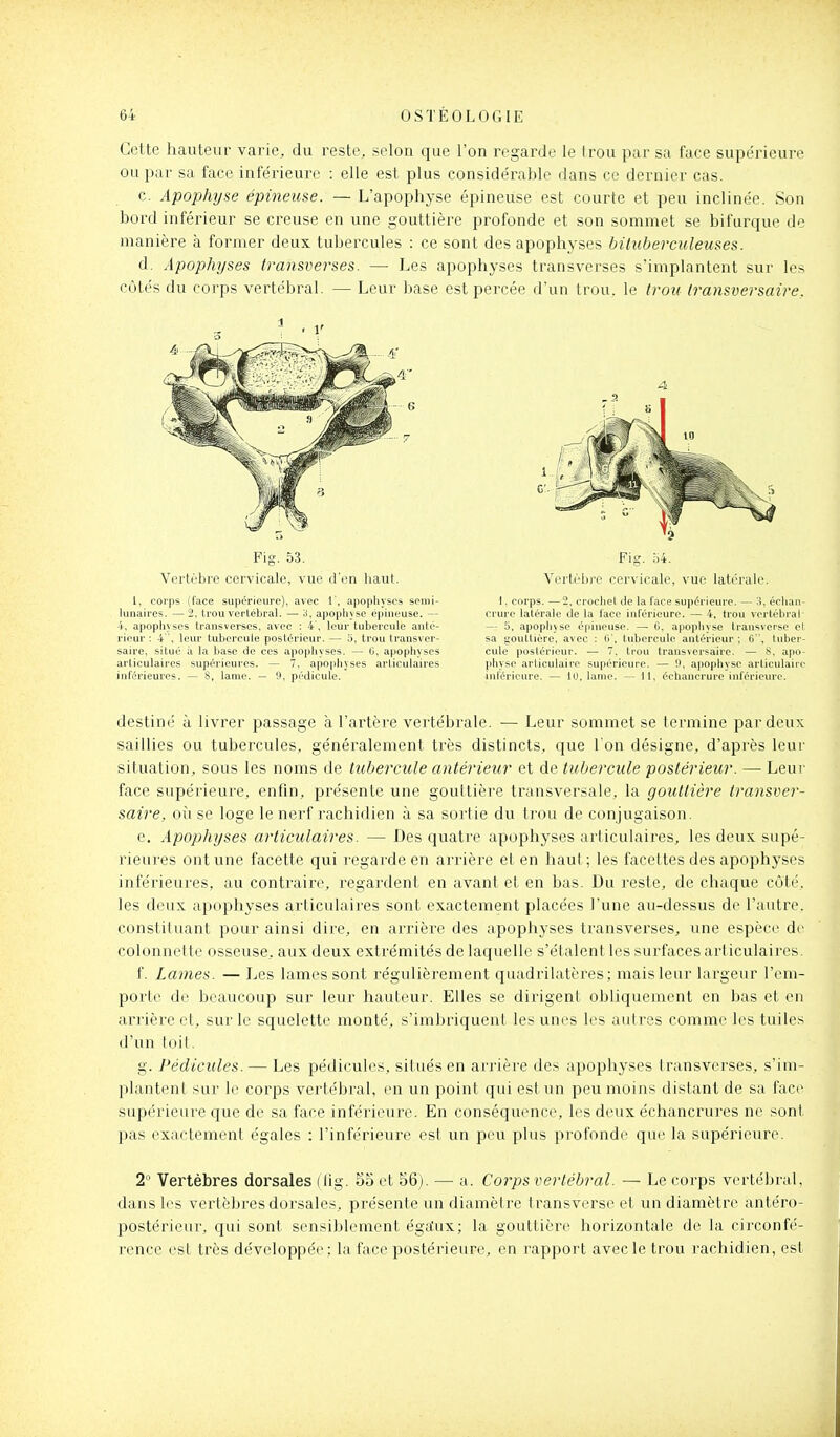 Cette hauteur varie, du reste, selon que l'on regarde le trou par sa face supérieure ou par sa face inférieure : elle est plus considérable dans ce dernier cas. c. Apophyse épineuse. — L'apophyse épineuse est courte et peu inclinée. Son bord inférieur se creuse en une gouttière profonde et son sommet se bifurque de manière à former deux tubercules : ce sont des apophyses bituberciileuses. d. Apophyses transverses. — Les apophyses transverses s'implantent sur les côtés du corps vertébral. — Leur base est percée d'un trou, le trou Iransversaire. Fig. 53. Vertèbre cervicale, vue d'en haut. 1, corps (face supérieure), avec 1', apophyses semi- lunaires. — 2. trou vertébral. — S, apophyse épineuse. — •l, apophyses Iransverses, avec : 4', leur tubercule anté- rieur : 4, leur tubercule postérieur. — 5, trou Iransver- saire, situé à la base de ces apophyses. — 0, apophyses articulaires supérieures. — 7. apophyses articulaires inférieures. — S, lame. — !l, pédicule. Fig. b4. Vertèbre cervicale, vue latérale. 1. corps. —2, crochet de la face supérieure. — 3, cchan- crurc latérale de la l'ace inférieure. — 4, trou vertébral- — 5, apophyse épineuse. — G, apophyse Iransverse et sa gouttière, avec : (>', tubercule antérieur ; G, tuber- cule postérieur. — 7. trou transversaire. — S. apo- l)hyse articulaire supérieure. — 9, apophyse articulaire inférieure. — 10. lame. — 11, échancrure inférieure. destiné à livrer passage à l'artère vertébrale. — Leur sommet se termine par deux saillies ou tubercules, généralement très distincts, que I on désigne, d'après leur situation, sous les noms de tubercule antérieur et de tubercule postérieur. — Leur face supérieure, enfin, présente une gouttière transversale, la gouttière transver- saire, où se loge le nerf rachidien à sa sortie du trou de conjugaison. e. Apophyses articulaires. — Des quatre apophyses articulaires, les deux supé- rieures ont une facette qui regarde en arrière et en haut ; les facettes des apophyses inférieures, au contraire, regardent en avant et en bas. Du reste, de chaque côté, les deux apophyses articulaires sont exactement placées l'une au-dessus de l'autre, constiluant pour ainsi dire, en arrière des apophyses transverses, une espèce de colonne! te osseuse, aux deux extrémités de laquelle s'étalent les surfaces articulaires. f. Lames. — Les lames sont régulièrement quadrilatères ; mais leur largeur l'em- porte de beaucoup sur leur hauteur. Elles se dirigent obliquement en bas et en arrière et, sur le squelette monté, s'imbriquent les unes les atitres comme les tuiles d'un loi!. g. Pédicules. — Les pédicules, situés en arrière des apophyses Iransverses, s'im- plantent sur le corps vertébral, en un point qui est un peu moins distant de sa face supérieure que de sa face inférieure. En conséquence, les deux échancrures ne sont pas exactement égales : l'inférieure est un peu plus profonde que la supérieure. 2 Vertèbres dorsales (lig, 55 et 56). — a. Corps vertébral. — Le corps vertébral, dans les vertèbres dorsales, présente un diamètre transverse et un diamètre antéro- postérieur, qui sont sensiblement égcCux; la gouttière horizontale de la circonfé- rence est très développée; la face postérieure, en rapport avec le trou rachidien, est