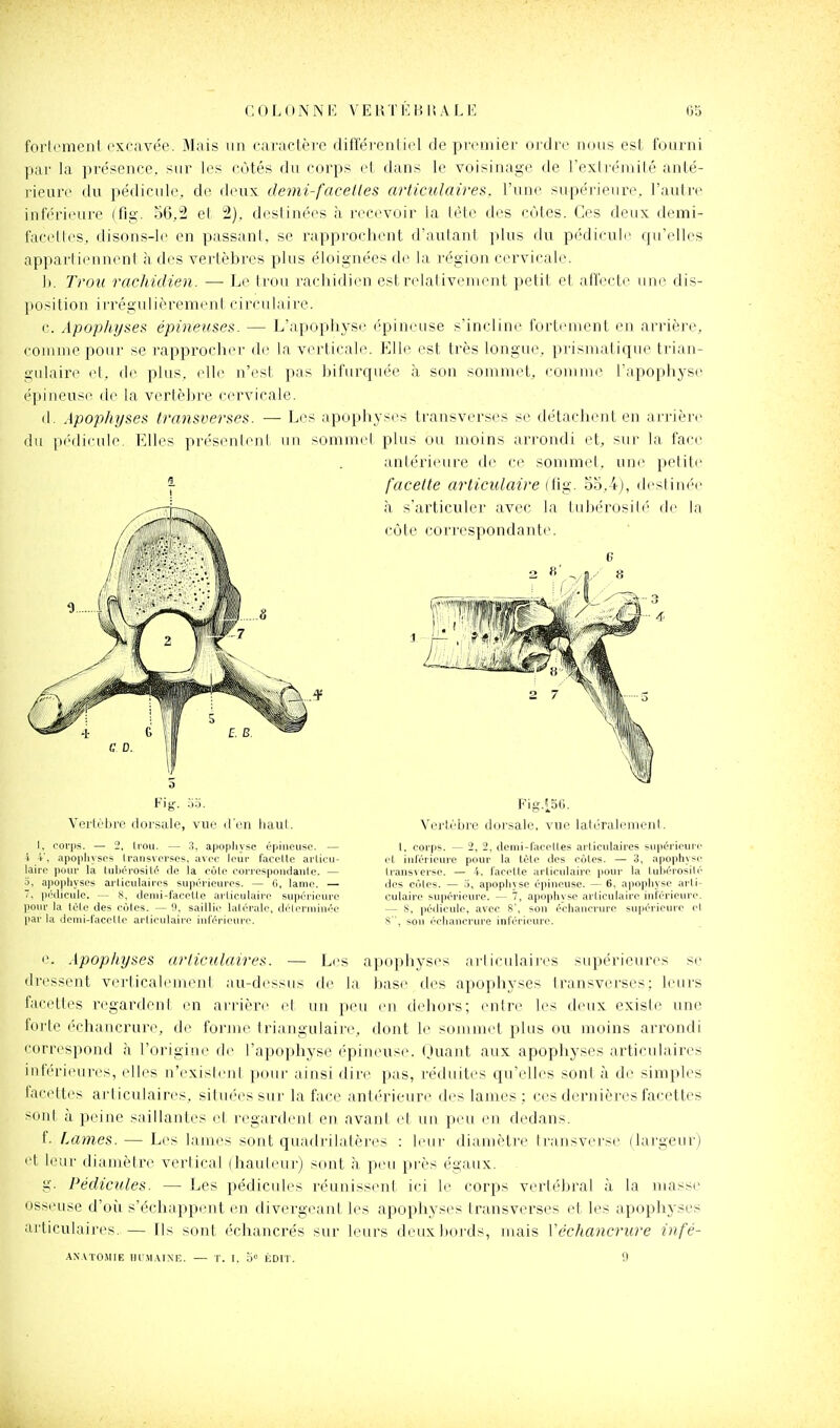 forlemenl excavée. Mais un caractère différenti(>l de premier ordre nous esl fourni par la présence, sur les cotés do corps et dans le voisinage de l'exlrémilé anté- rieure du pédicule, dr deux demi-facelies articulaire)^, l'une supéiienre. l'autre inférieure (fig. 56,2 et 2), destinées à recevoir la lète des côtes. Ces deux demi- faci'lles, disons-le en passant, se rapprochent d'autant plus du pédicule qu'elles appai'tieDucnl à des vertèbres plus éloignées de la l'égion cervicale. 1). Trou rachidien. — Le trou racliidicn esl relalivenient petit et affecte une dis- position irrégulièrement circulaire. c. Apophyses épineuses. — L'apophyse ('pineuse s'incline fortiunent en arrière, comme pour se rapprocher de la verticale. Elle est très longue, prismatique trian- gulaire et, de plus, elle n'est pas bifurquée à son sommet, comirn' l apophysc épineuse de la vertèbre cervicale. d. Apophyses transverses. — Les apophyses transverses se détachent en arrière du pédicule. Elles présenlenl un sommet plus ou moins arrondi et, sur la face antérieure de ce sommet, un(^ petite facette articulaire (fig. oo,4), deslin(''e à s'articuler avec la lubérosil('' de la côte correspondante. 6 8 Fig'. ■■'i'i. Vei'lèlire dorsale, vue d'en haut. 1, corps. — 2, trou. — 3, apophyse épineuse. — 4 -1', apophyses Iransverses. avec leur faceUe arlieu- laire pour la tiihérosilé de la oole eorrespoiidanle. — 3, apophyses articulaires supérieures. — fi, lame. — iiédicuie. — S, denii-facctte arliculaire supérieure pour la l.éle des oùlcs. — n, saillie Uilérale, déleruiiuée parla dcmi-laccUe arliculaire inférieure. Vertèbre dorsale, vue latéralement. 1, corps. — 2, 2, demi-facetles articulaires supérieure et intérieure pour la têle des côtes. — 3, apophyse Irausverse. — 4. facette arliculaire (lour la tubérosilé (les cotes. — .5, apophyse épineuse. — 6, apophyse arti- culaire supérieure. — 7, apophy.se articulaire inférieure. — S, pédicule, avec 8', son échancrure supérieure el , son échancrure inférieure. e. Apophyses articulaires. — Les apophyses arliculaires supérieures se dressent verticalemenl au-dessus de la imse des apophyses transverses; leurs facettes regardeni en arrière (>t un peu en deliors; entre les deux existe une forle échancrure, de forme triangulaire, dont 1(^ sommet plus ou moins arrondi correspond à l'origine de l'apophyse épineuse, tjuant aux apophyses articulaires infériiuii'es, elles n'exisleni pour ainsi dire pas, réduites qu'elles sont à de simples facettes arliculaires, situées sur la face antérieure d(^s lames ; ces dernières facettes sont a peine saillantes et regartleul en avani et un peu en dedans. f. Lames. — Les lames sont quadrilatères : leur diamètre Iransverse (largeur) et leur diamètre vertical (bailleur) sont à peu près égaux. g. Pédicules. — Les pédicules réunissiuii ici le corps vertébral à la masse osseuse d'où s'échappent en divergeant les apophyses transverses et les apophyses ai'ticulaires. — [|s sont écliancrés sur leurs deux bords, mais ['échancrure infé- .WATOMIE HrMAINR. — T. I. .b KDH . 9
