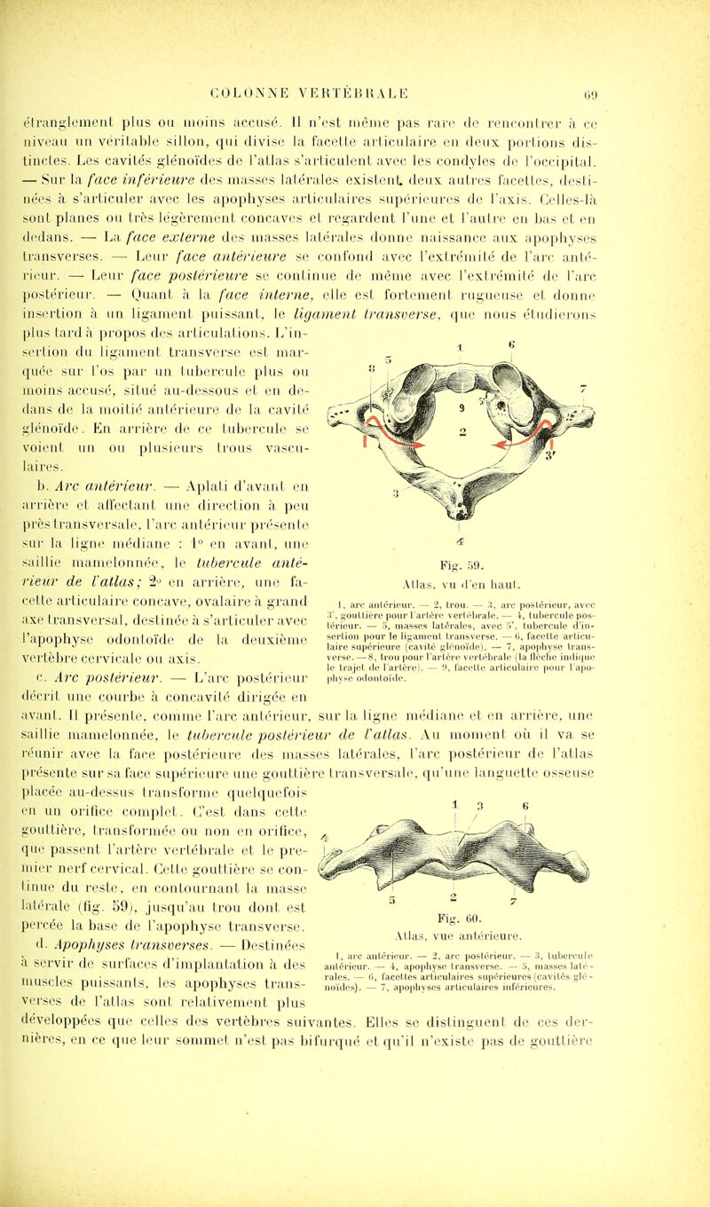 ëlranglemenl plus ou moins accusé. II n'est même pas rare de renconlrer à ce niveau un verilable sillon, qui divise la facette articulaire en deux perlions dis- tinctes. Les cavités glénoïdes de l'atlas s'arliculent avec les condyles de l'occipital. — Sur la face inférieure des masses latérales existent, deux autres facettes, desti- nées à s'articuler avec les apophyses articulaires supérieures de l'axis. Celles-là sont planes ou très légèrement concaves et regardent l'une et l'autre en bas et en di'dans. — La face externe des masses latérales donne naissance aux apophyses transverses. — Leur face antérieure se confond avec l'extrémité de l'arc anté- rieur. —■ Leur face postérieure se continue de même avec l'extrémité de l'arc postérieur. — Quant à la face interne, elle est fortement rugueuse et donne insertion à un ligament puissant, le ligament iransverse, que nous étudierons plus lai'dà propos des articulations, l/in- sertion du ligamenl. transverse est mar- quée SLir l'os par un tubercule plus ou moins accusé, situé au-dessous et en de- dans de la moitié antérieure de la cavité glénoïde. En arrière de ce tubercule se voient un ou plusieurs trous vascu- 1 aires. b. A7'c antérieur. — Aplati d'avant en arrière et alfectant une direction à peu près transversale, l'arc antérieur présente sur la ligne médiane : i° en avant, une saillie manndonnée, le tubercule anté- rieur de Vatlas; â-^ en arrière, une fa- cette articulaii'e concave, ovalaire à grand axe transversal, destinée à s'articuler avec l'apophyse udonloïde de la deuxième vertèbre cervicale ou axis. c. Arc postérieur. — L'arc postérieur décrit une courbe à concavité dirigée en avant. Il présente, comme l'arc antérieur, sur la ligne médiane et en arrière, une saillie mamelonnée, le tubercule postérieur de l'atlas. Au moment où il va se léunir avec la face postérieure des masses latérales, l'arc postérieur de l'atlas présente sur sa face supérieure une gouttière transversale, qu'une languette osseuse placée au-dessus transforme quelquefois en un orifice complet. C'est dans cette gouttière, transformée ou non en orifice, que passent l'artère vertébrale et le pre- mier nerf cervical. Cette gouttière se con- linue du reste, en contournant la masse latérale (fig. 59), jusqu'au trou dont est percée la base de l'apophyse transverse. d. Apophyses transverses. — Destinées à servir de surfaces d'implantation à des muscles puissants, les apophyses trans- verses de l'atlas sont relativement plus développées que celles des vertèbres suivantes. Elles se distinguent de ces der- nières, en ce que leur sommet n'est pas bifurqué et qu'il n'existe pas de gouttière 1 6 Fig. .59. Allas, vu d'en haut. 1, arc aiiléricur. — i, l.rou. — arc postérieur, avec gouUiérc pour Tarlèro verlébrale. — 4, tubercule pos- térieur. — .ï, masses latérales, avec ■'3', tubercule d'in- sertion pour le ligament transverse. — C, facette articu- laire supérieure (cavité glénoïde). — 7, apophyse Irans- verse. — 8, trou pour l'artère vertébrale {la (lèche indique le trajet de l'artère). — '.l, facette articulaire pour l'apo- physe oilontoïdo. ±3 6 5 2 7 Fig. 60. .\tlas, vue antérieure. 1. aie antérieur. — i, arc postérieur. — 3, tubercule antérieur. — 4, apophyse transverse. — 5, masses lati'- rales. — 6, facettes articulaires supérieures {cavités glé- no'ides). — 7, apophyses articulaires inférieures.